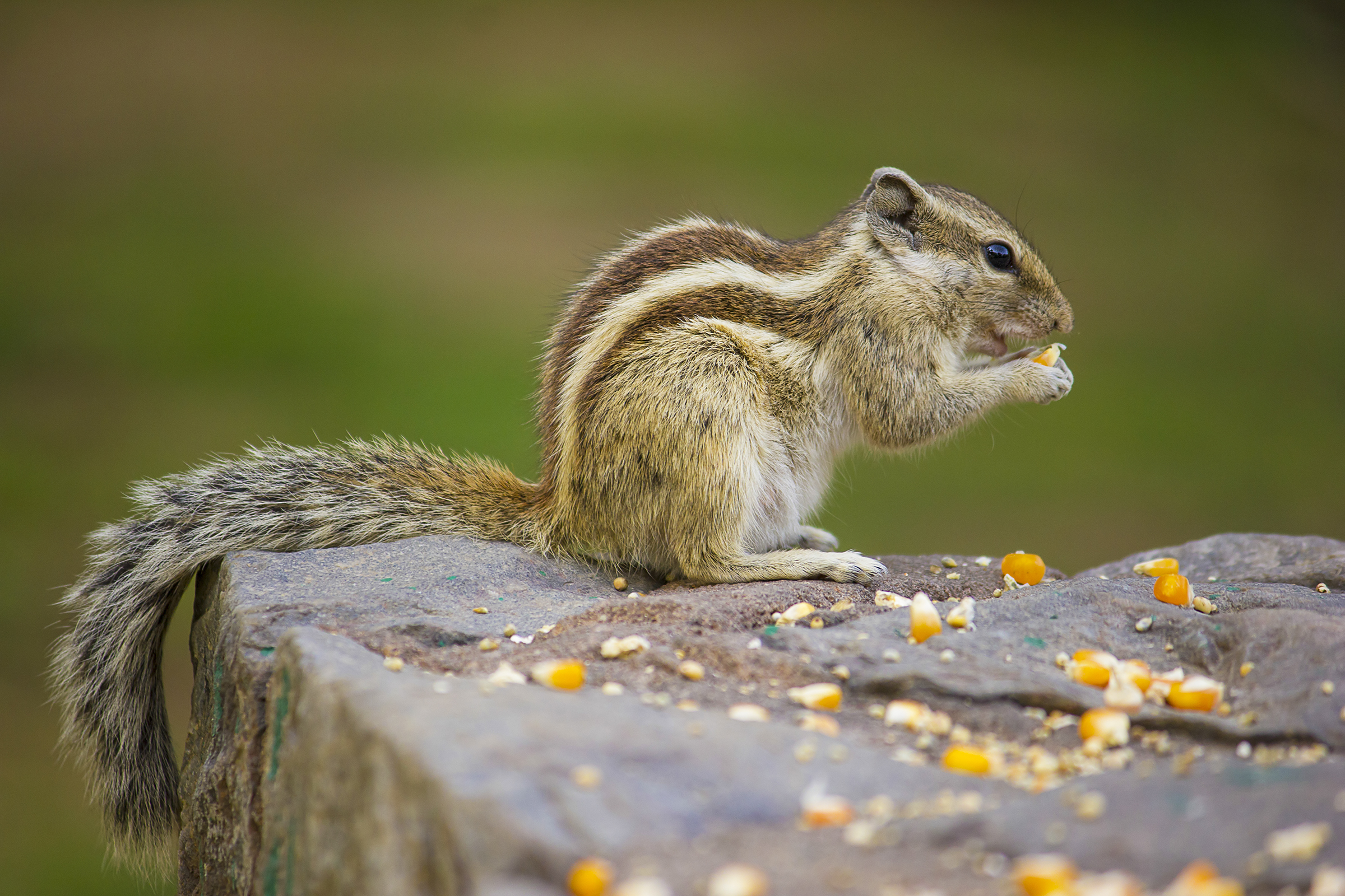 Which one is tasty!!!