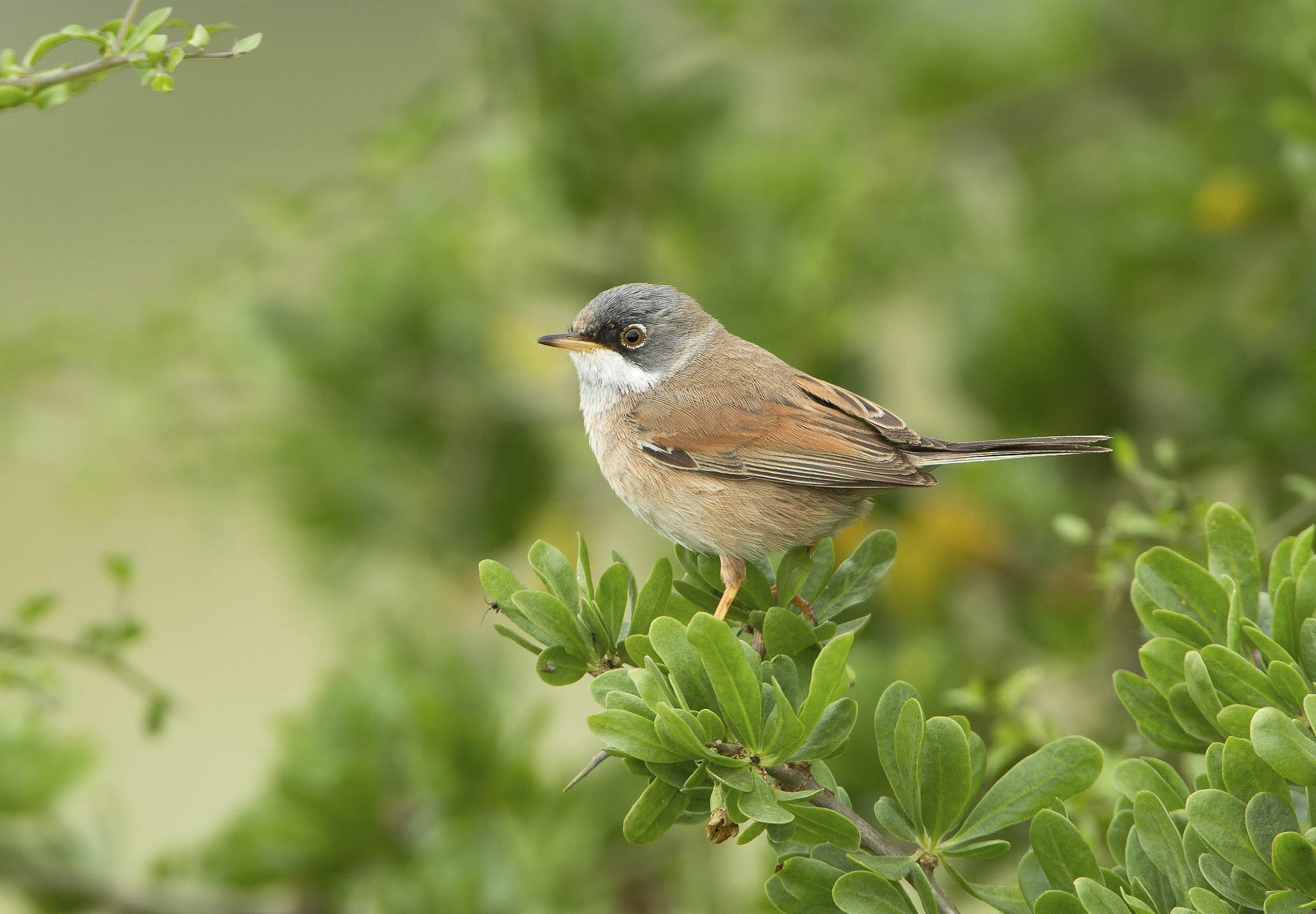 sterpazzola di sardegna