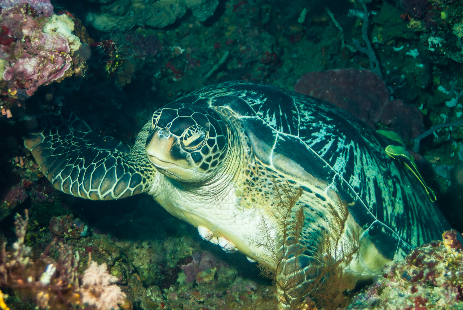chelonia mydas