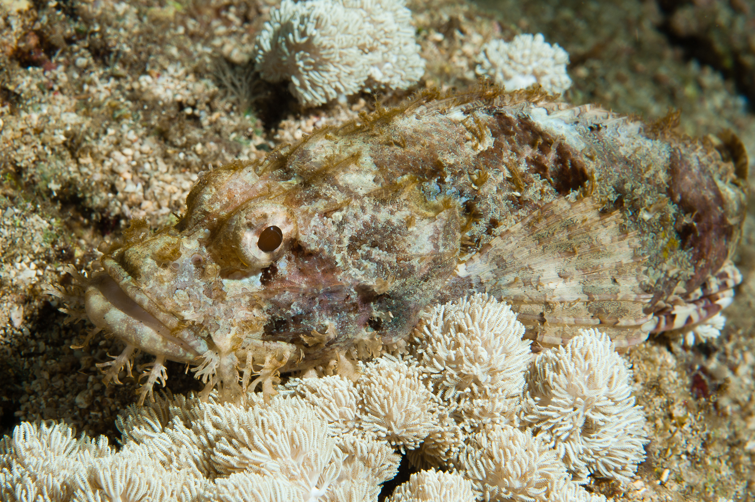 scorpaenopsis oxycephala