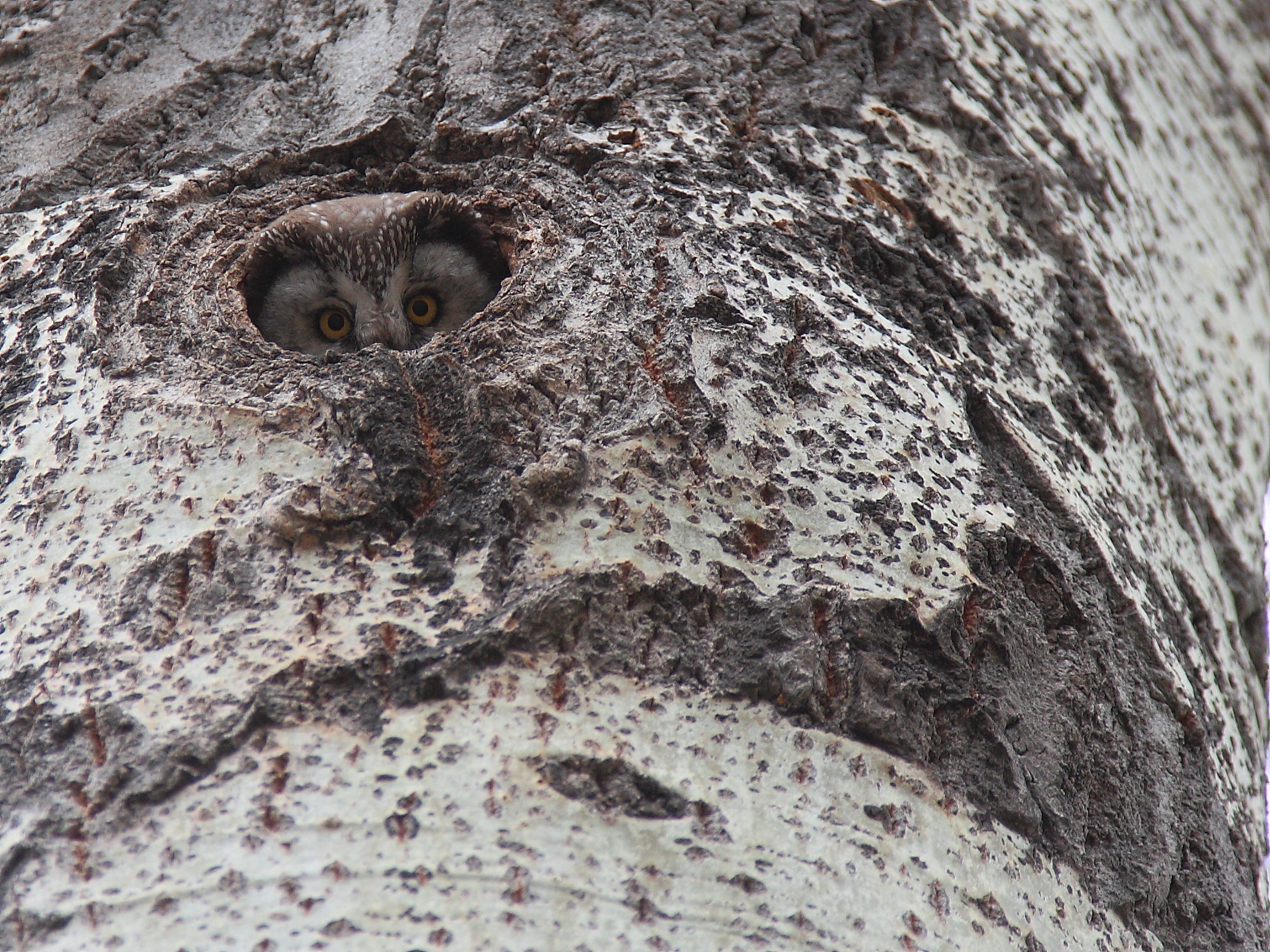 Beica! The lh'a d 'defi din' the partu!