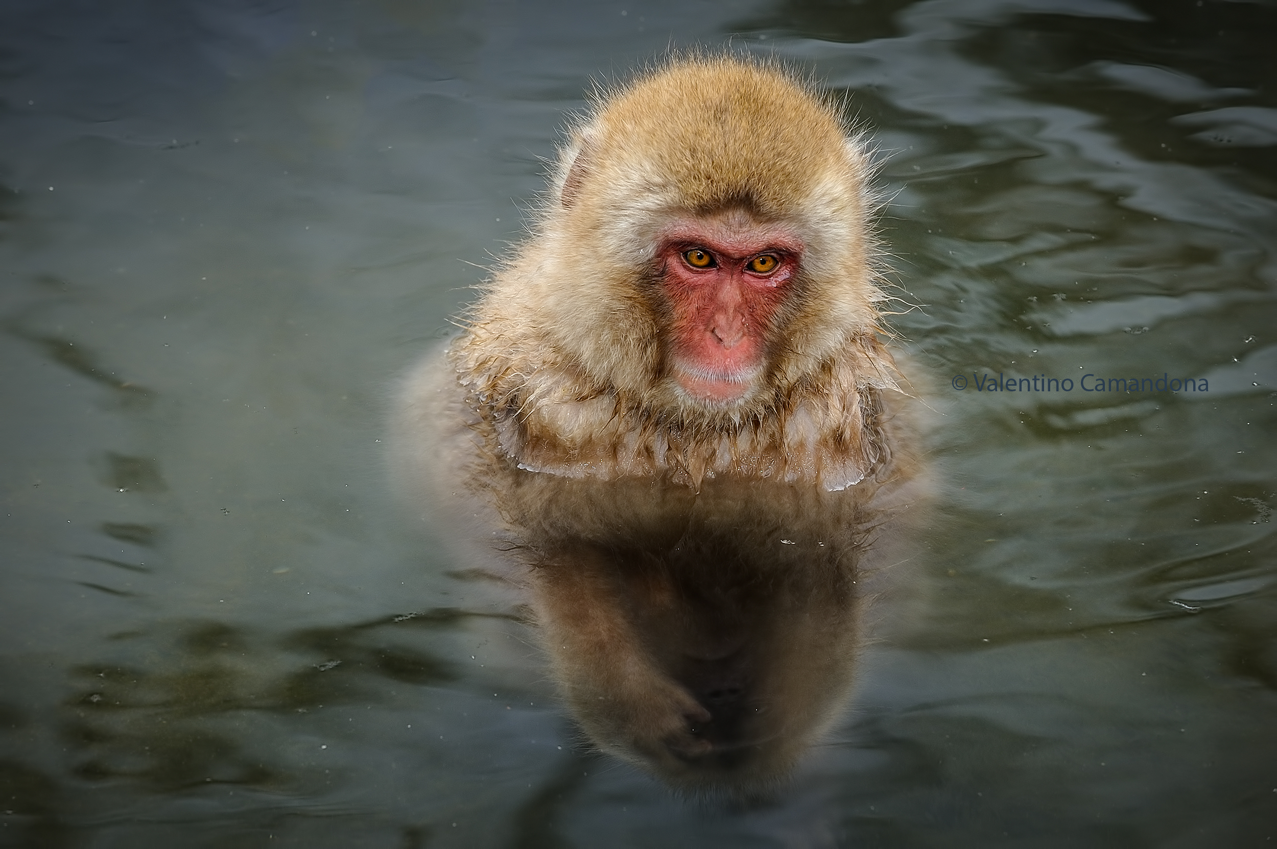 Anch'io mi godo il bagnetto caldo