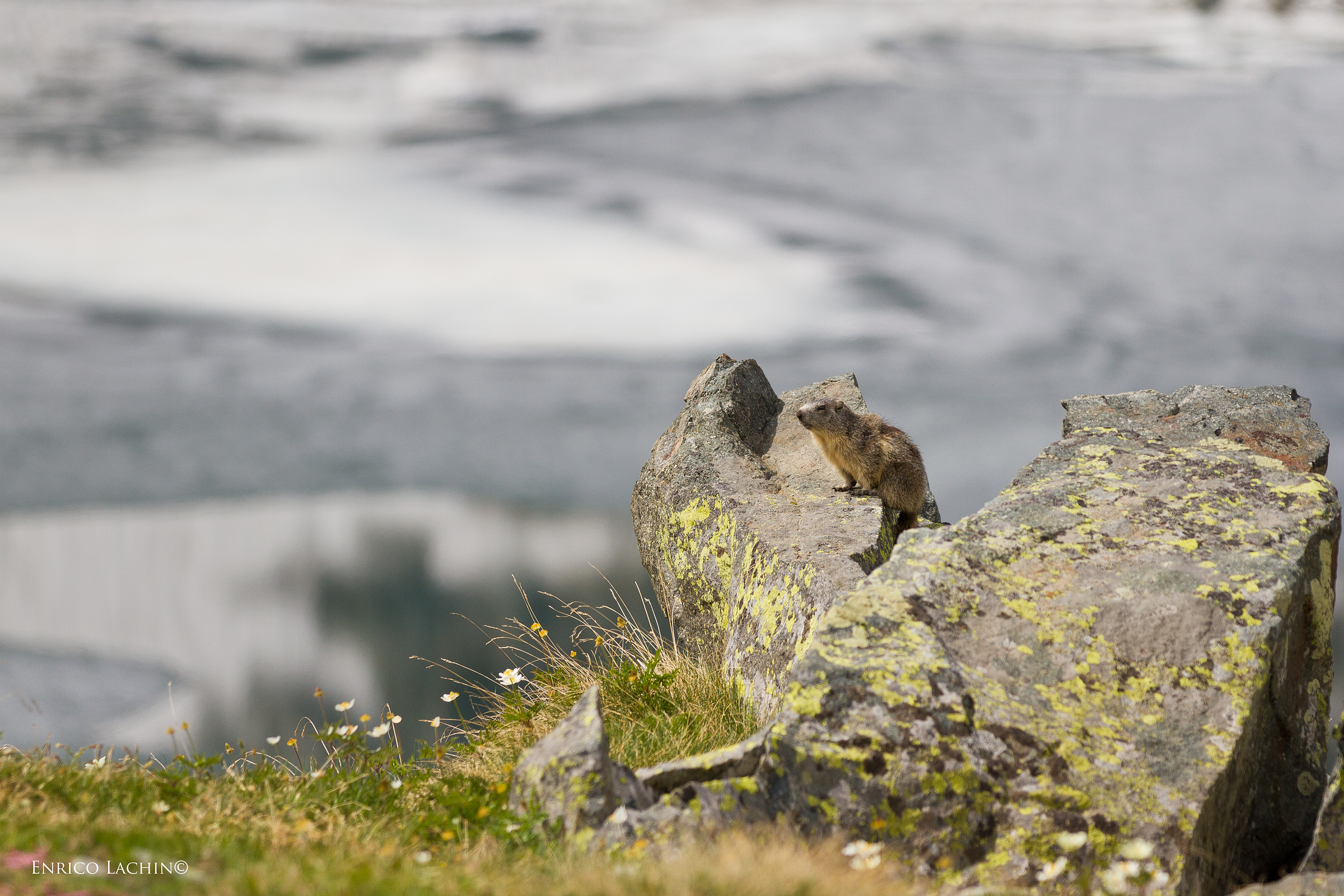 Marmot in the Grand Lac
