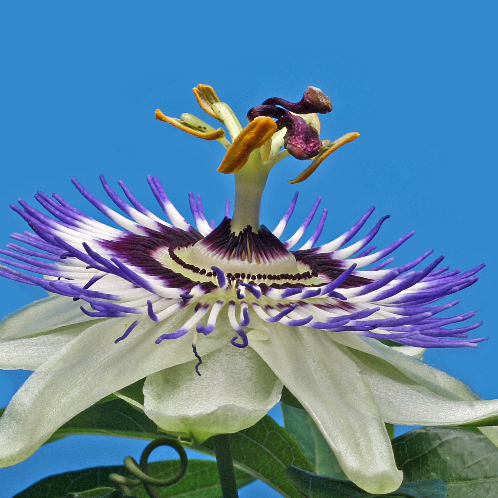 Passiflora Caeruela