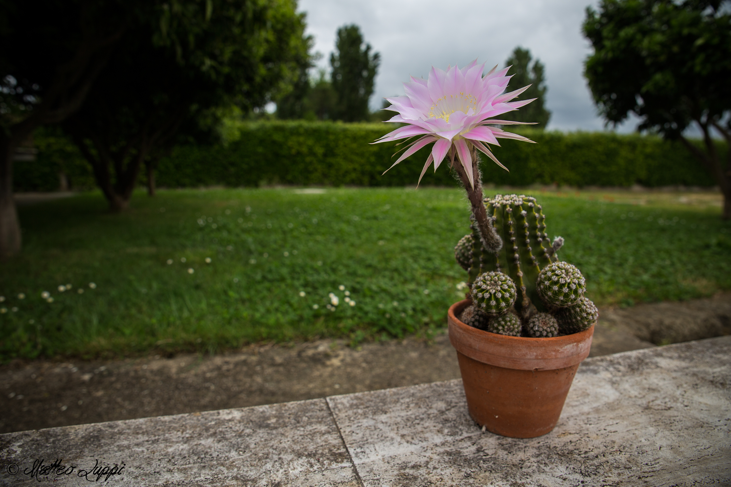 La rivincita del brutto anatroccolo