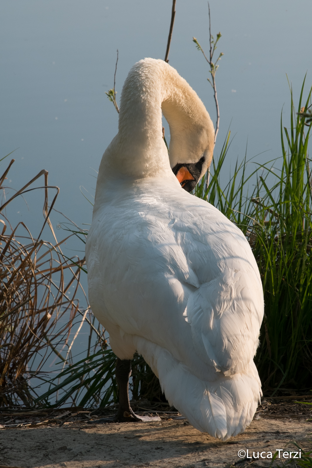 The swan is preparing sleeping lela