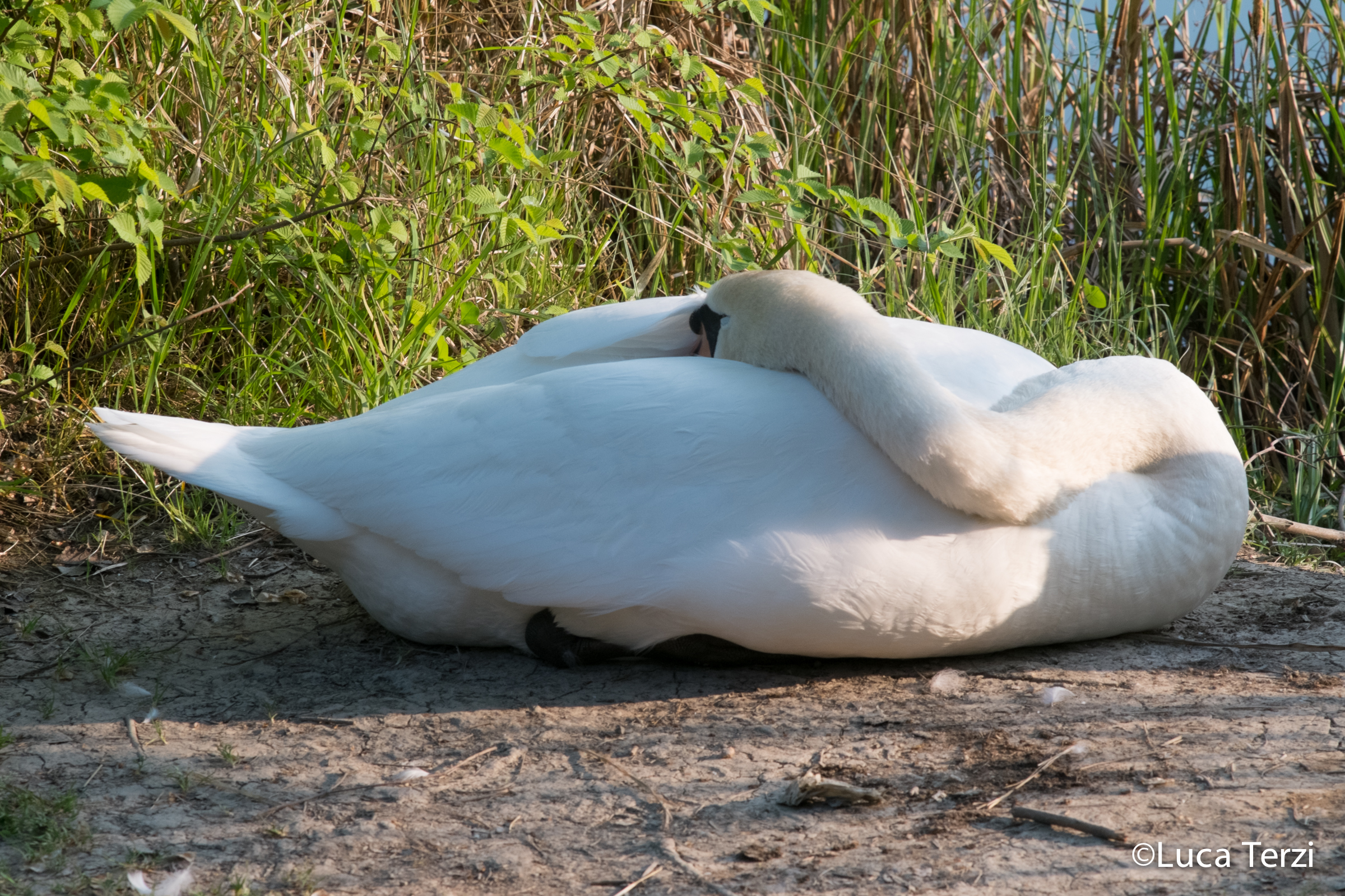 The cigna .. who falls asleep