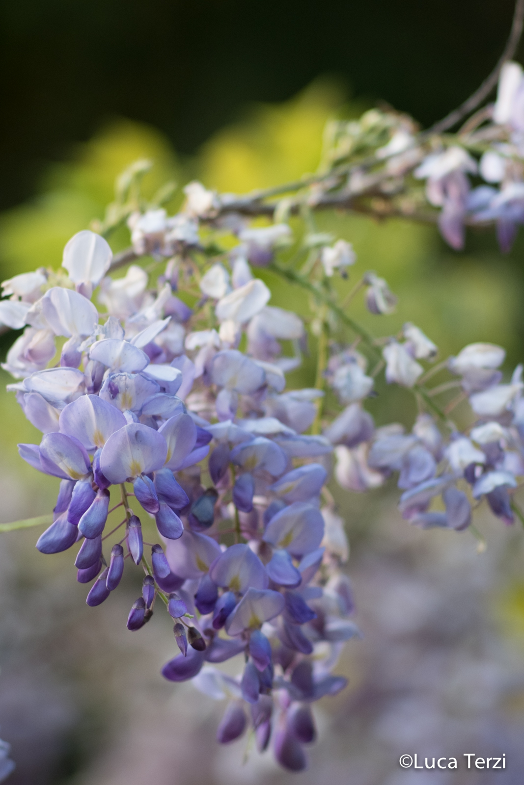 Wisteria