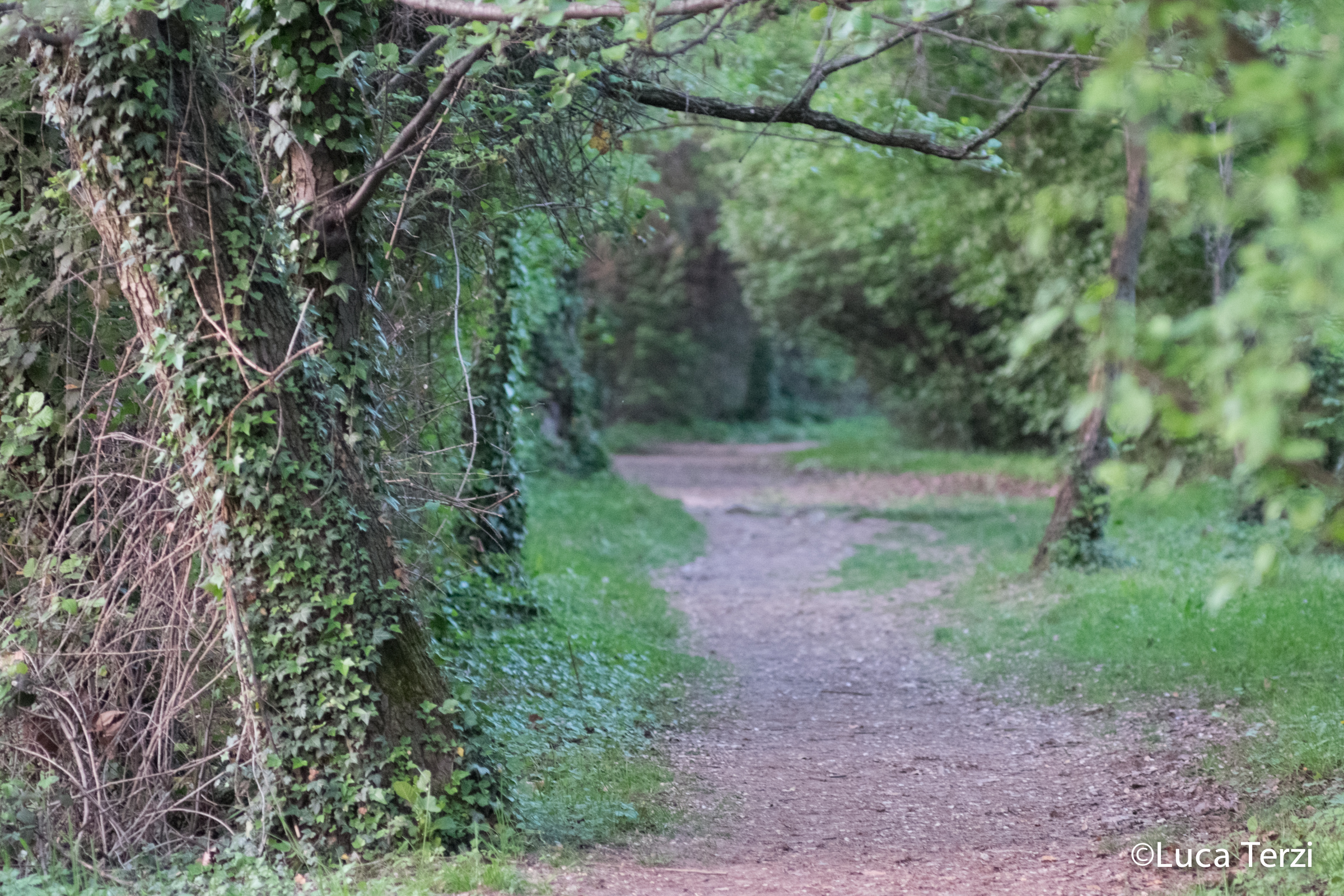 the road into the woods ....