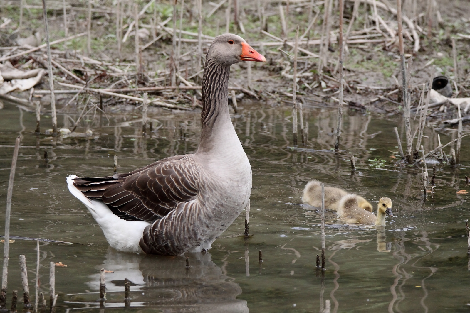 goose with small