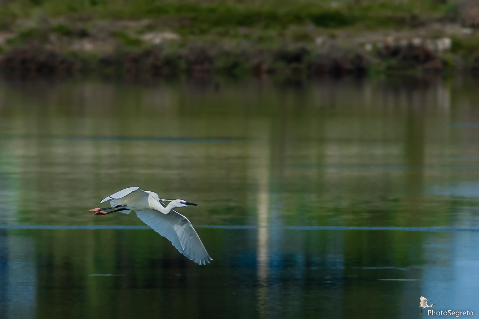 Garzetta in abito nuziale