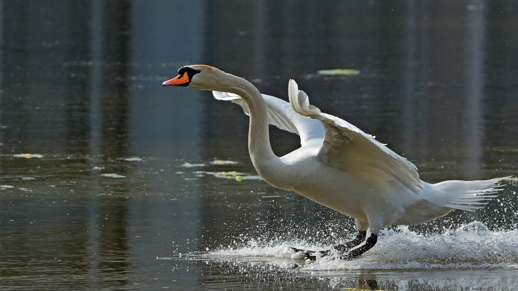 cigno in arruivo pistaaaaa