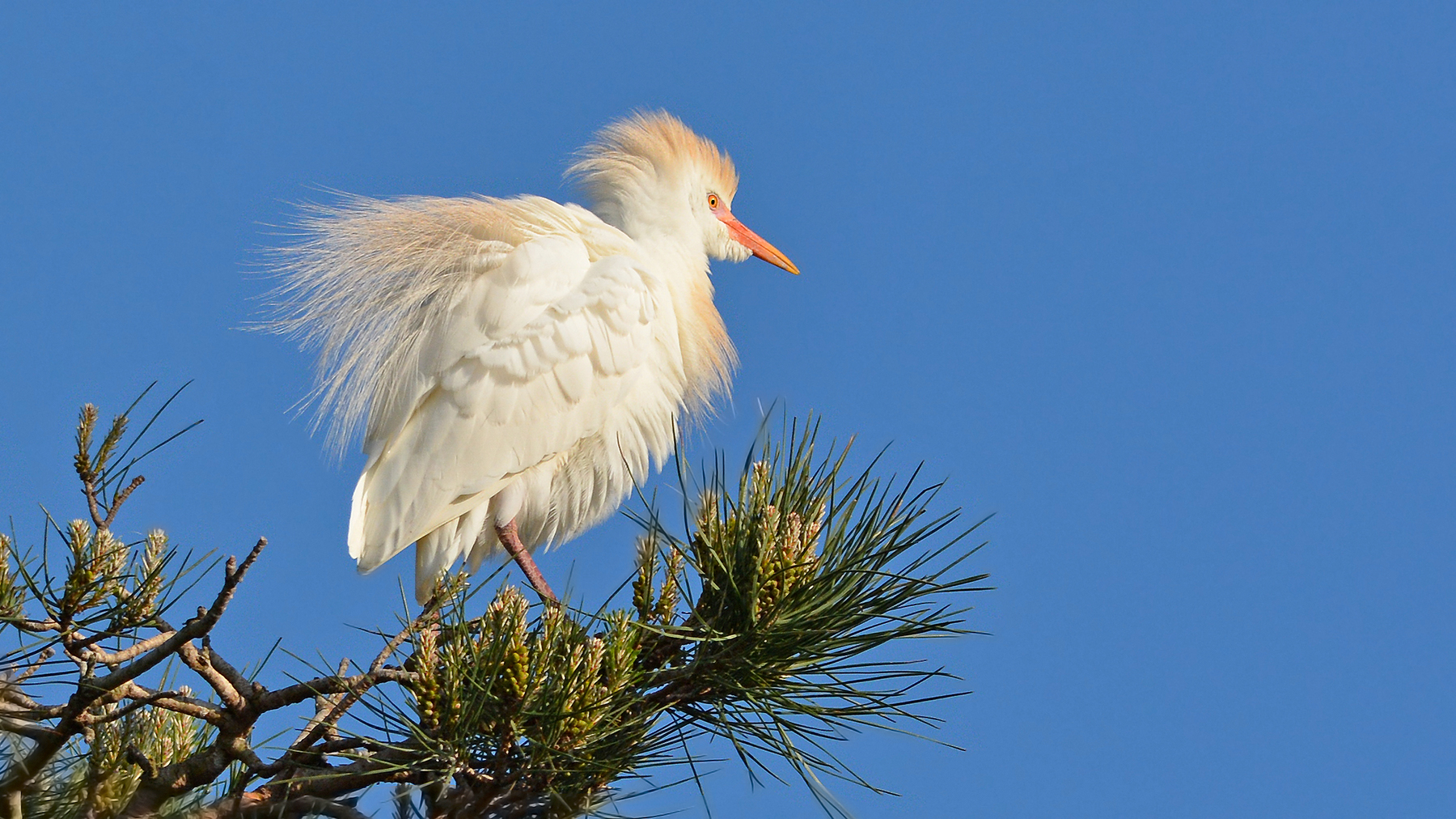 guardabuoi arruffato