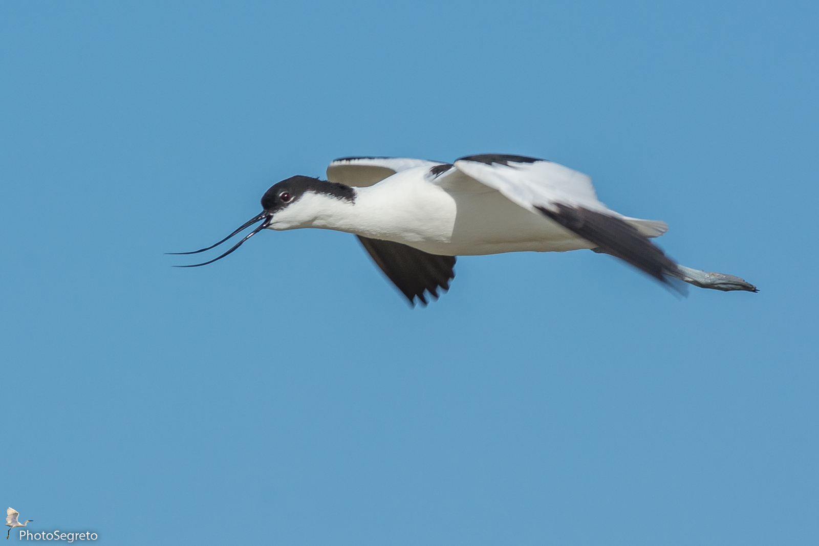 Avocetta in volo