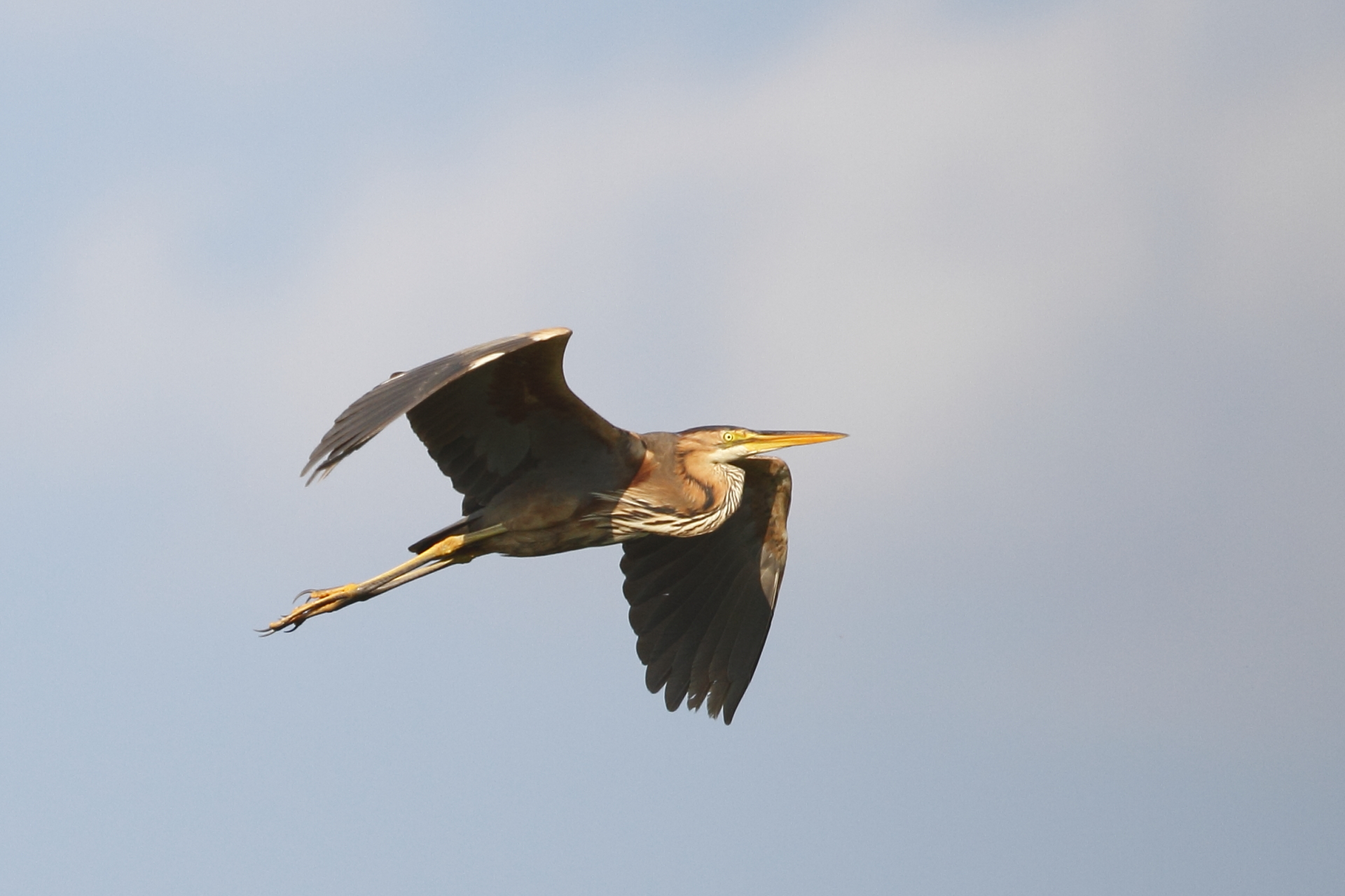 flight of the heron