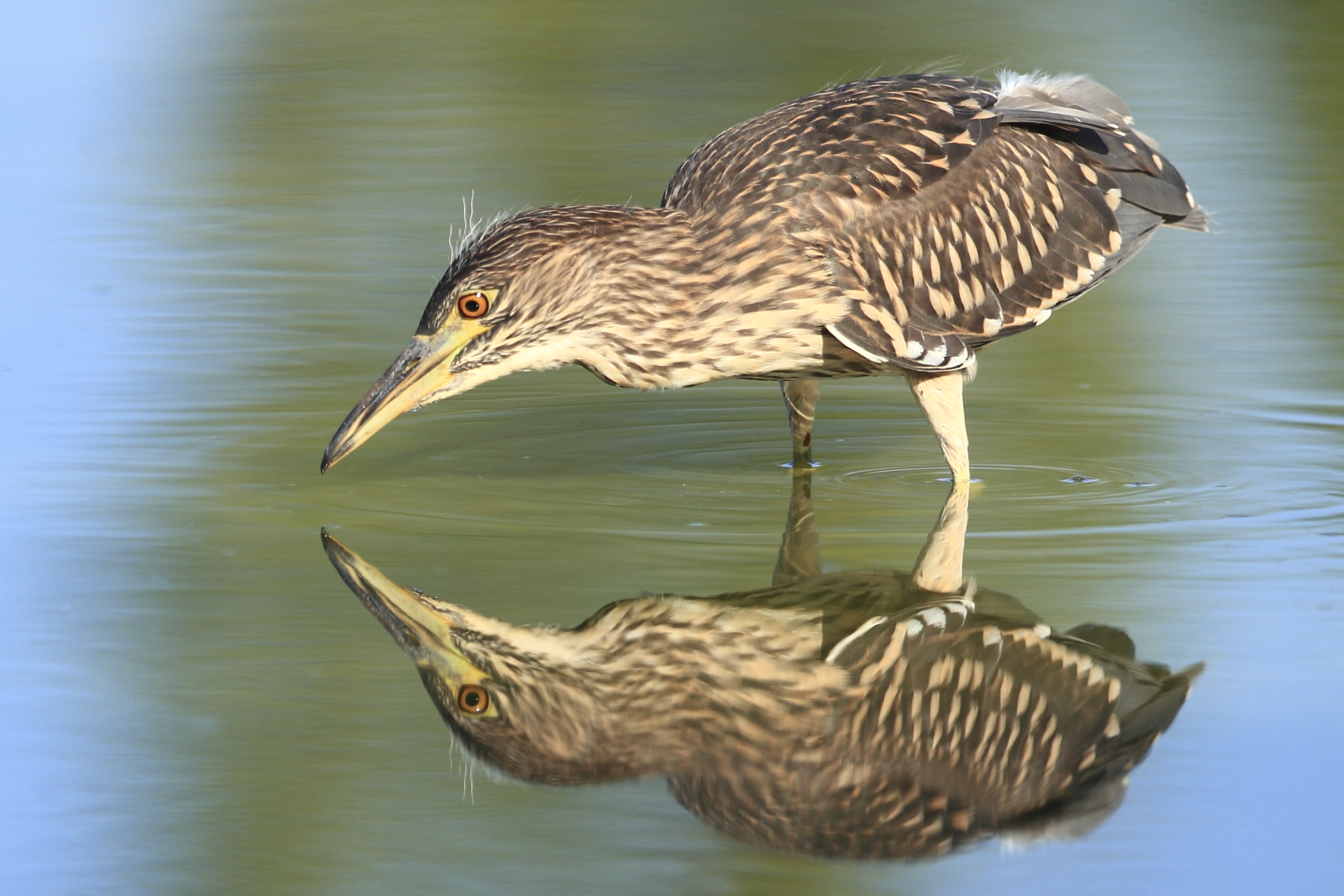 mirror on the wall ....