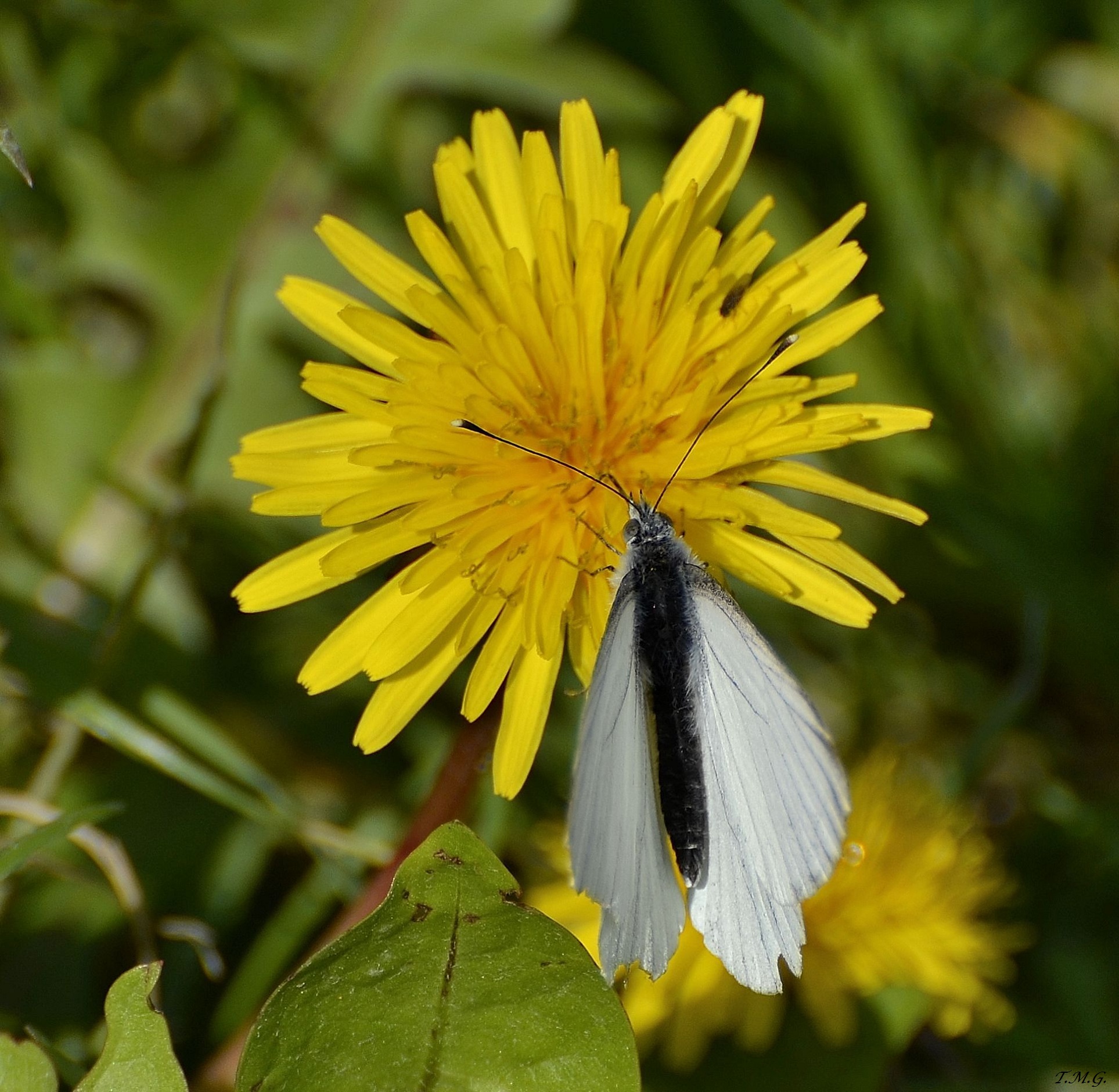 ^.^ le ali non le apro !!!