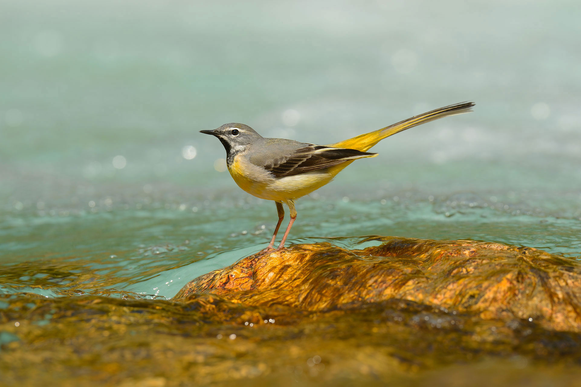 Ballerina gialla su pepita gigante