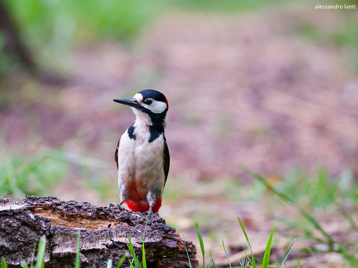 woodpecker