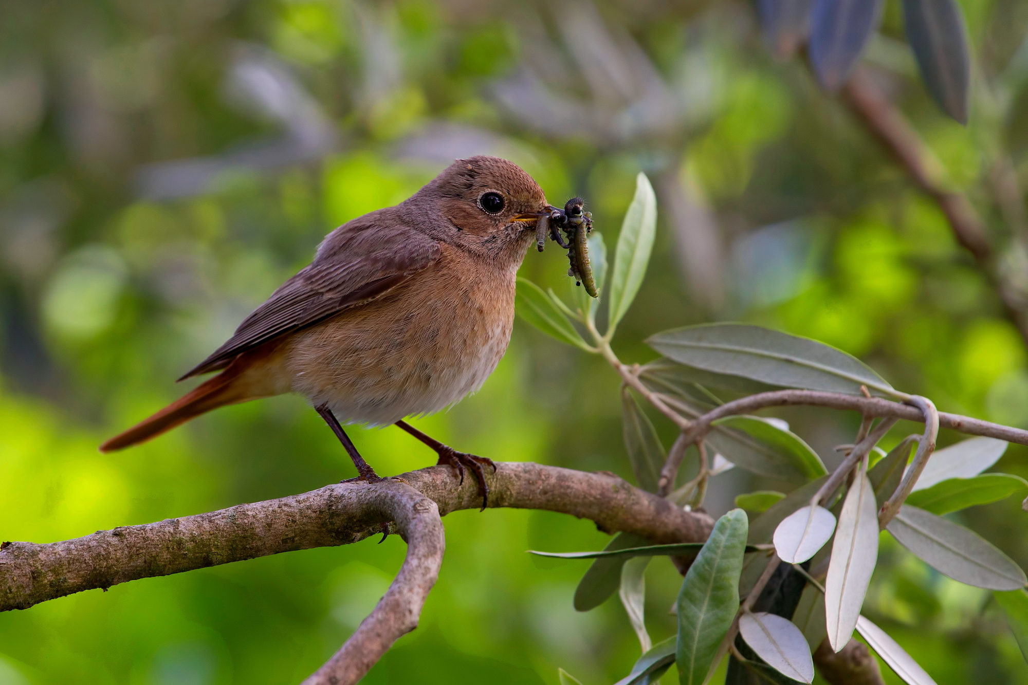 Codirosso Femmina:Prede