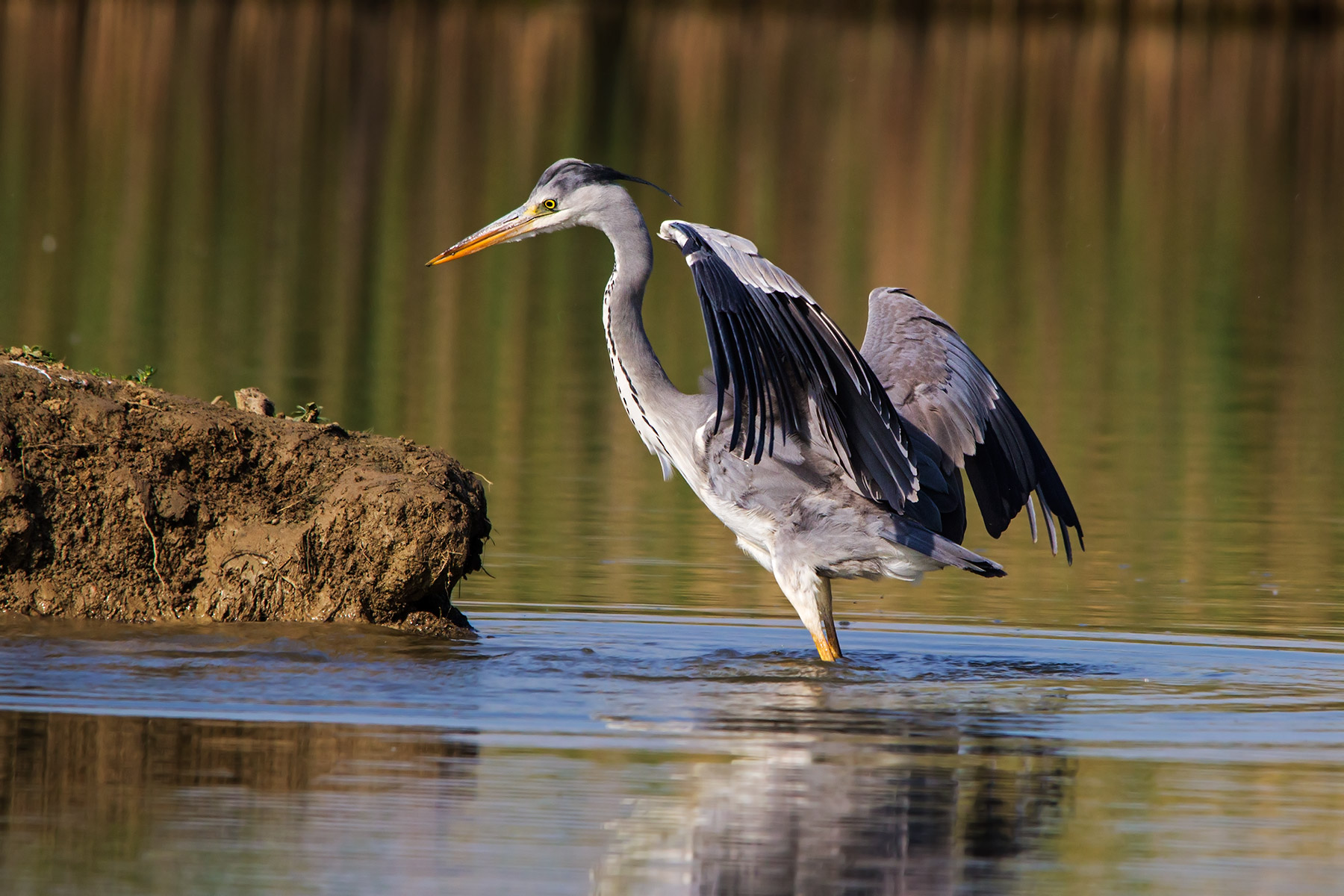 Grey Heron