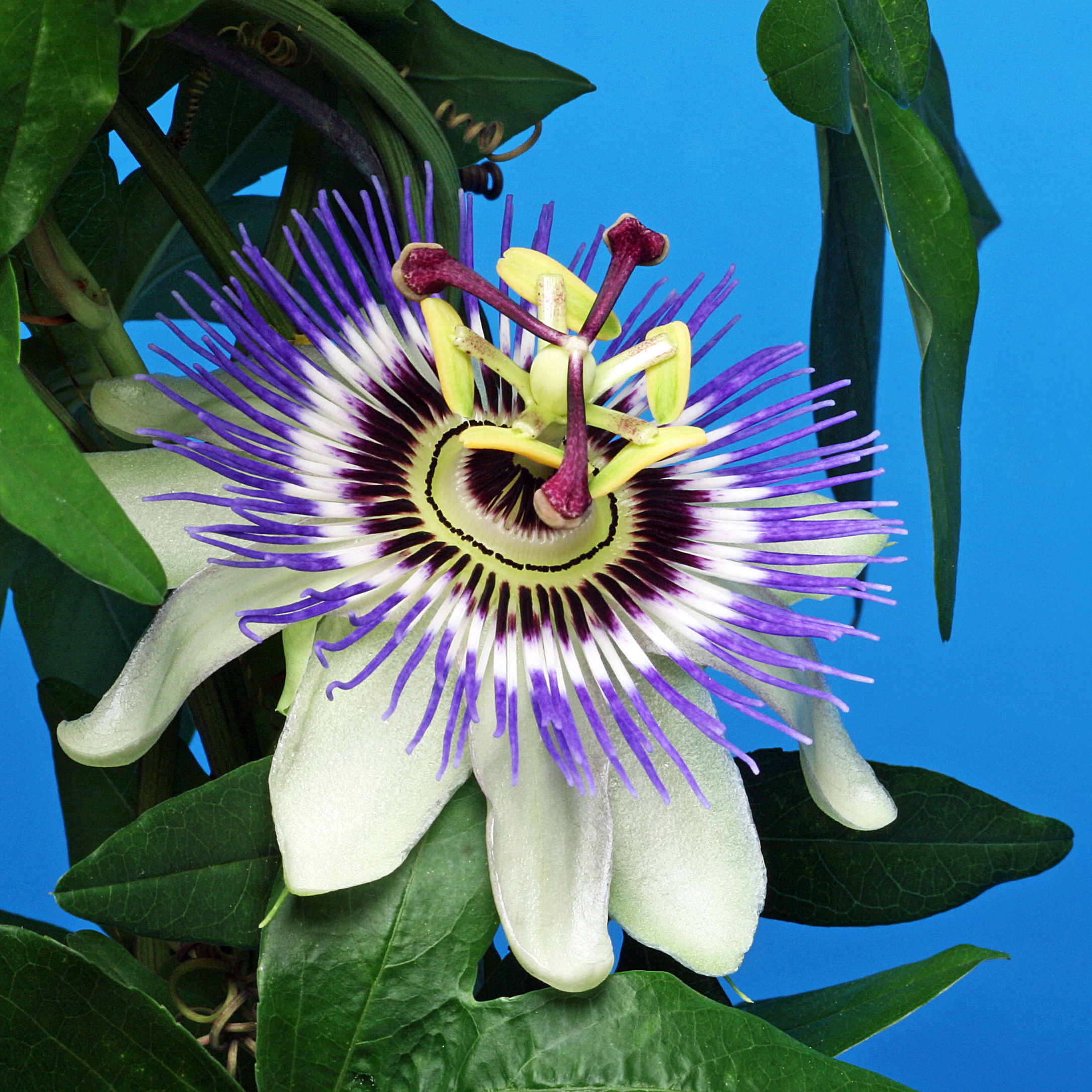 Passiflora Caeruela