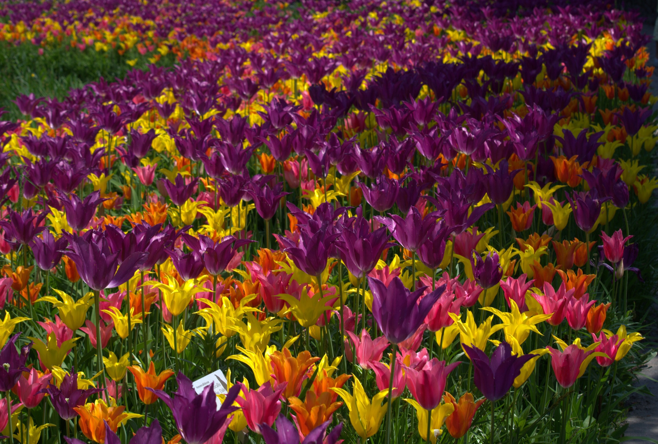A meadow of tulips