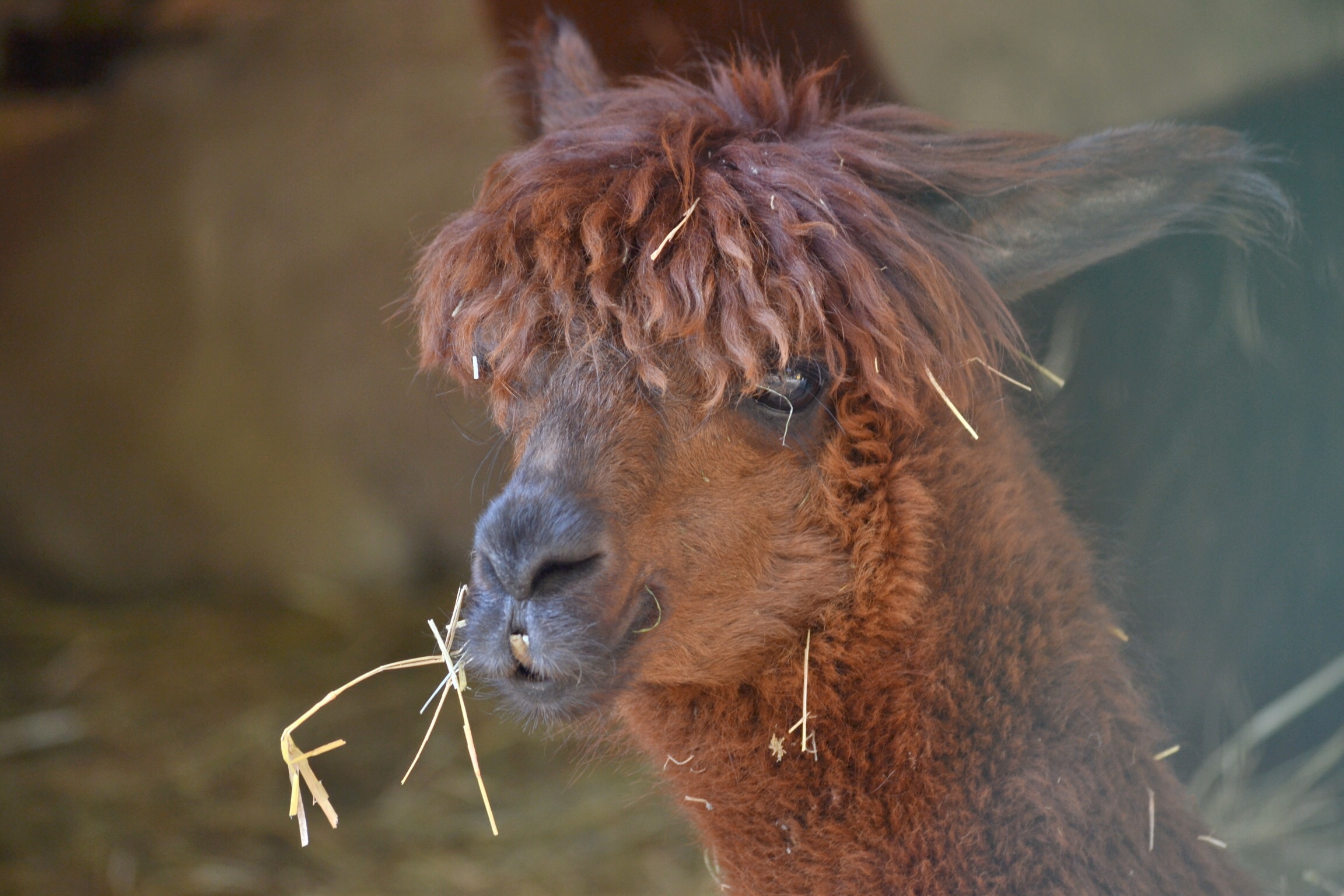 Alpaca