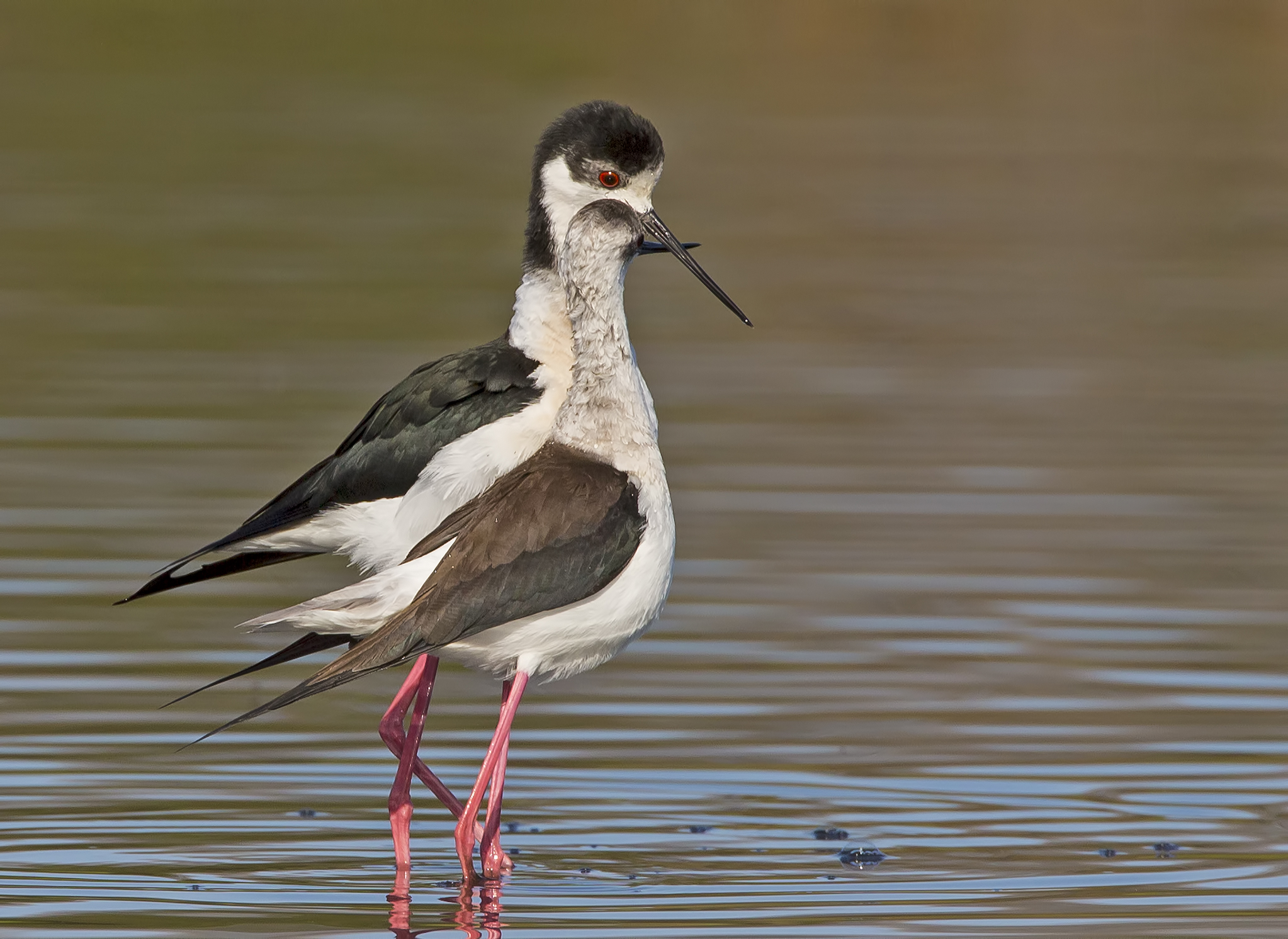 Corteggiamento cavalleresco