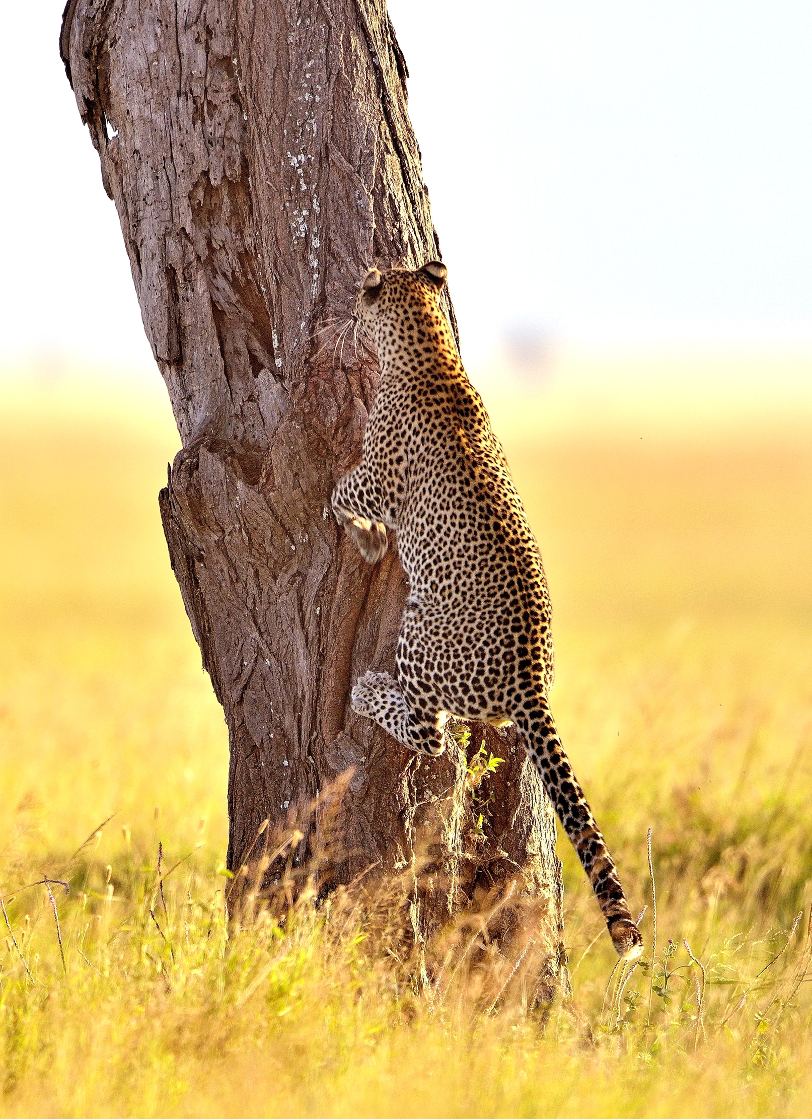 Serengeti - leopardo