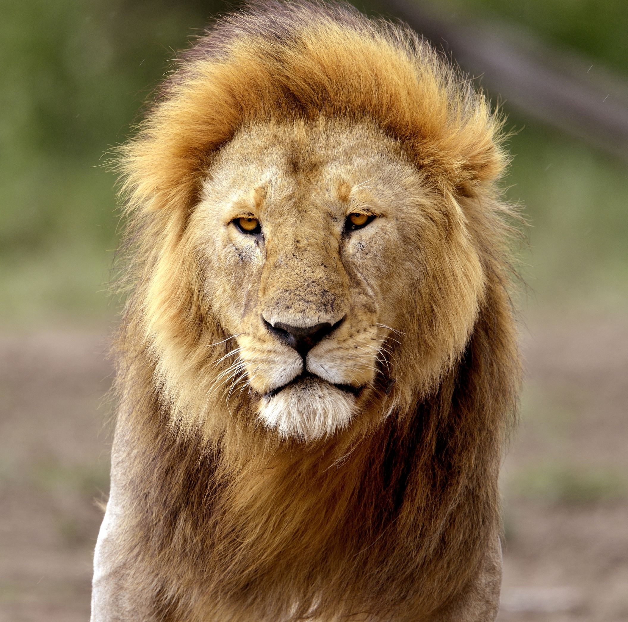 Ngorongoro Coservation Area - Leone