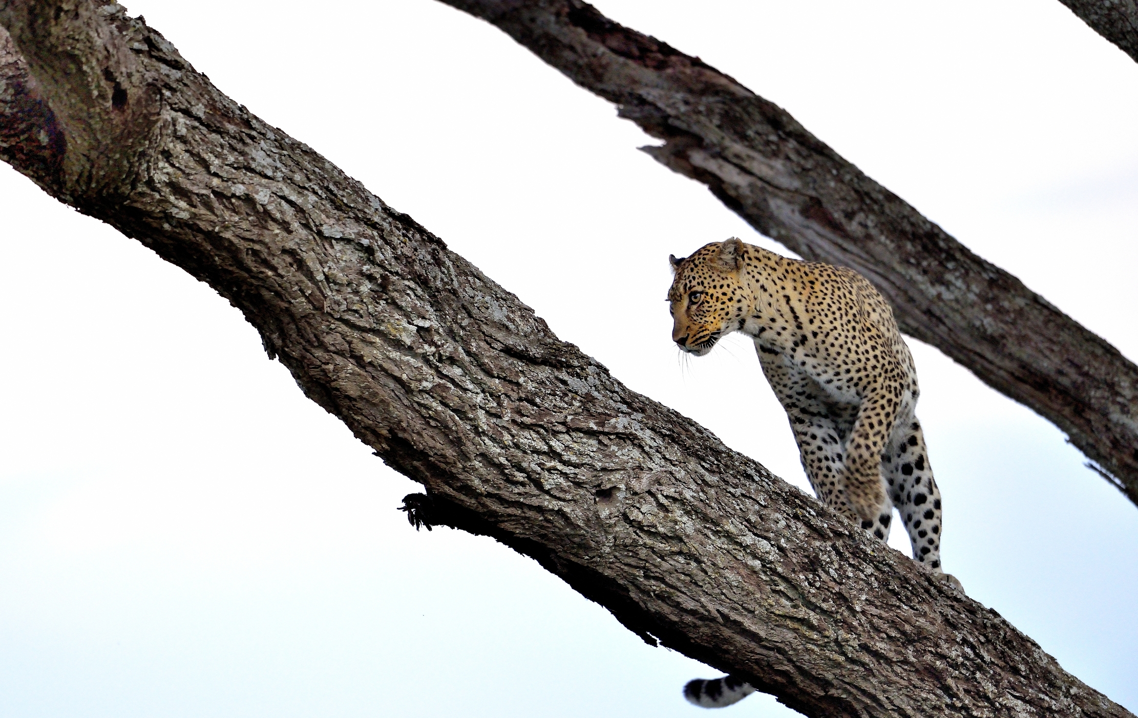 Serengeti - leopardo