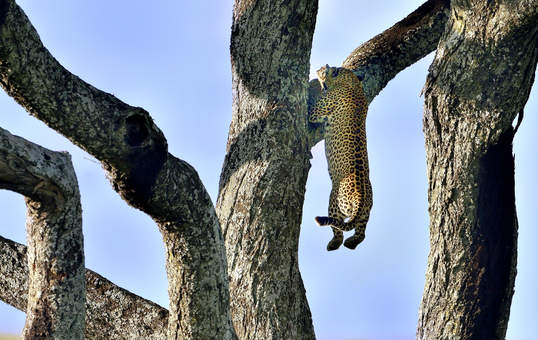Serengeti - Le acrobazie ginniche del leopardo