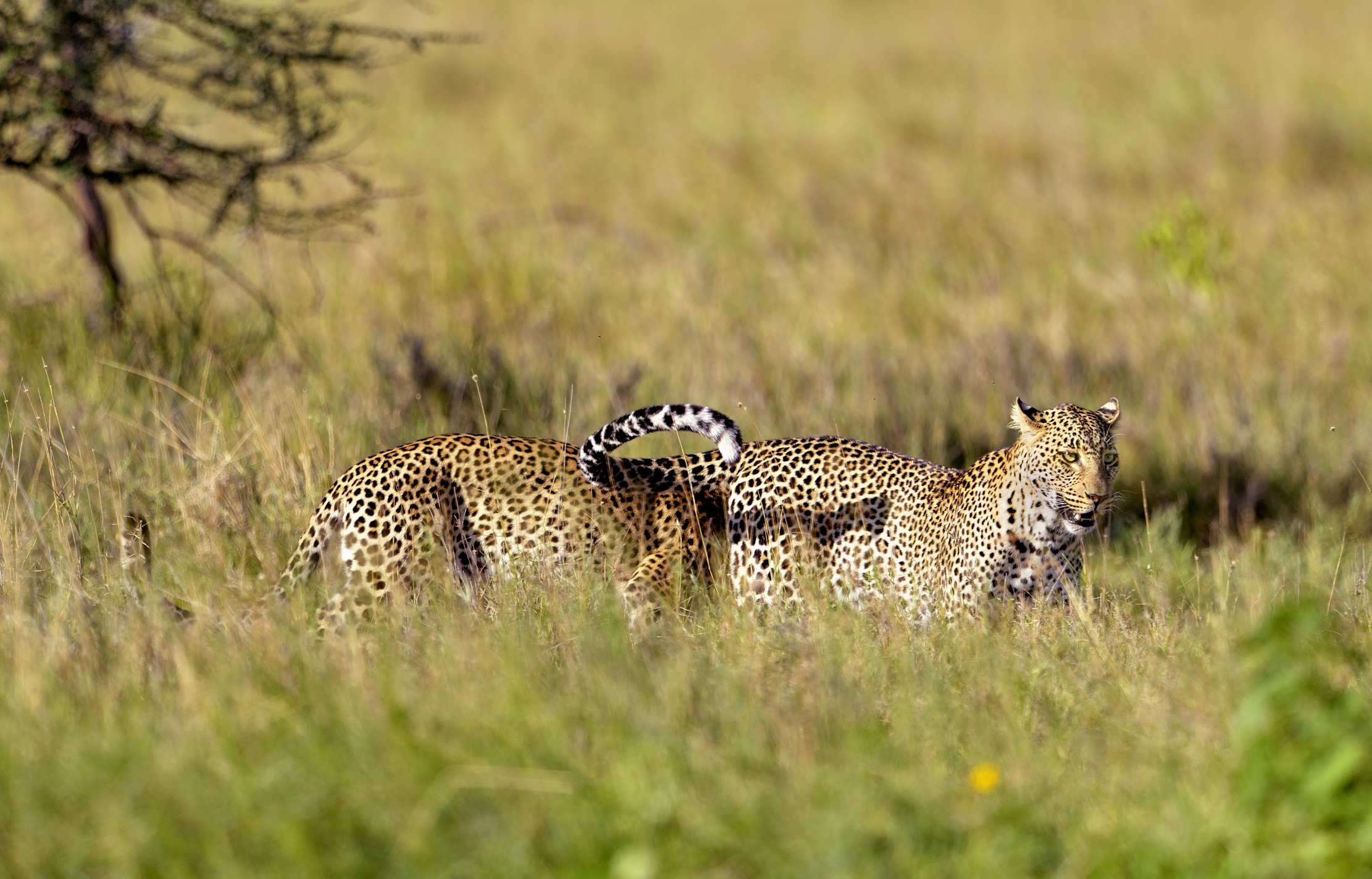 Serengeti - leopardi
