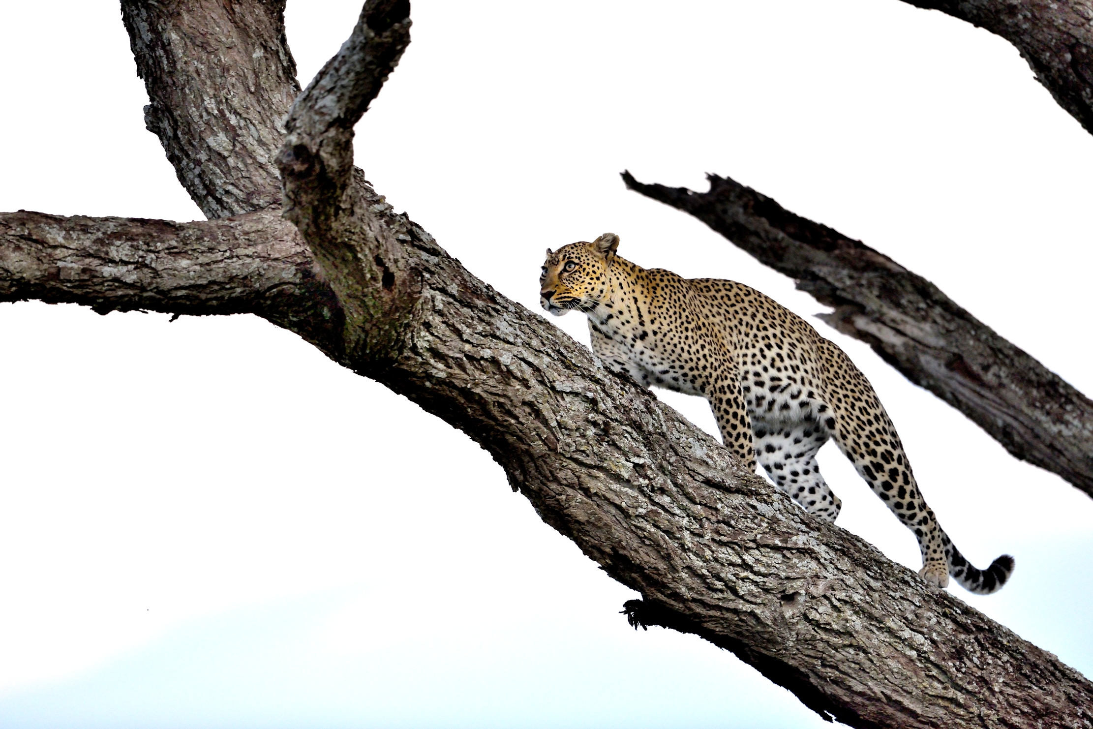 Serengeti - leopardo