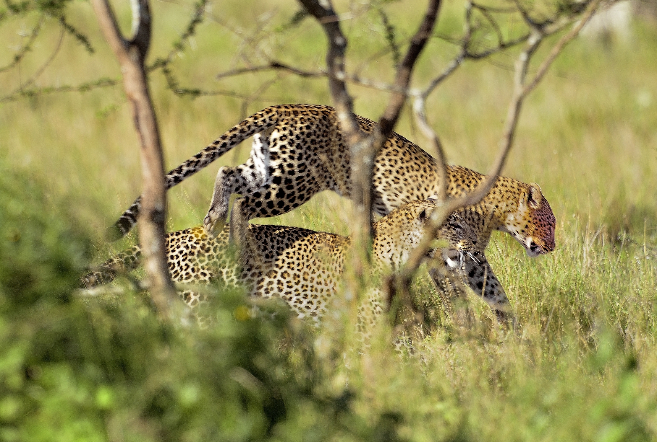 Serengeti - leopardi