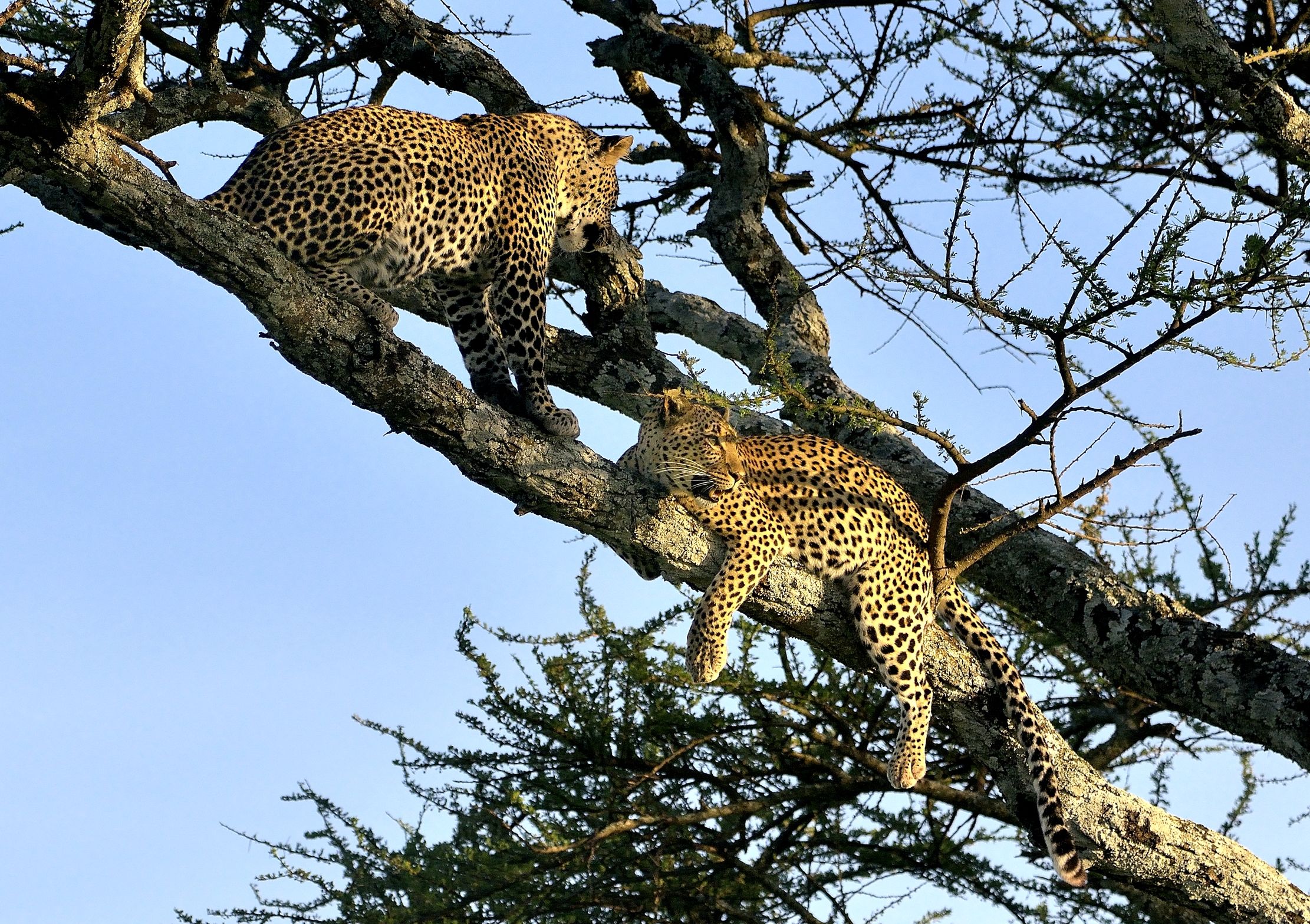 Serengeti - leopardi