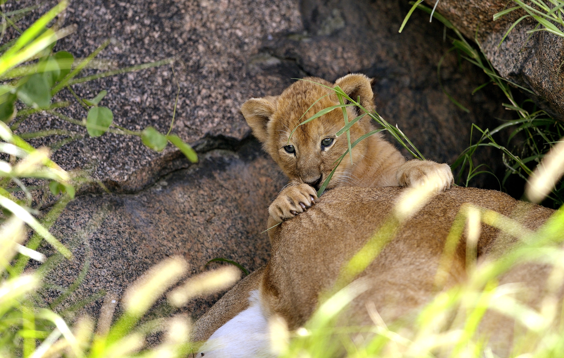 Serengeti - cucciolo di leone