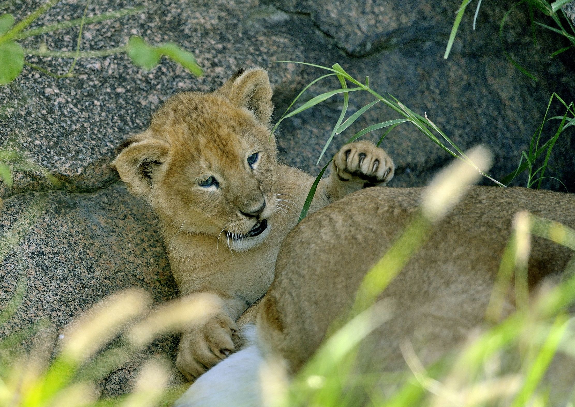 Serengeti - cucciolo di