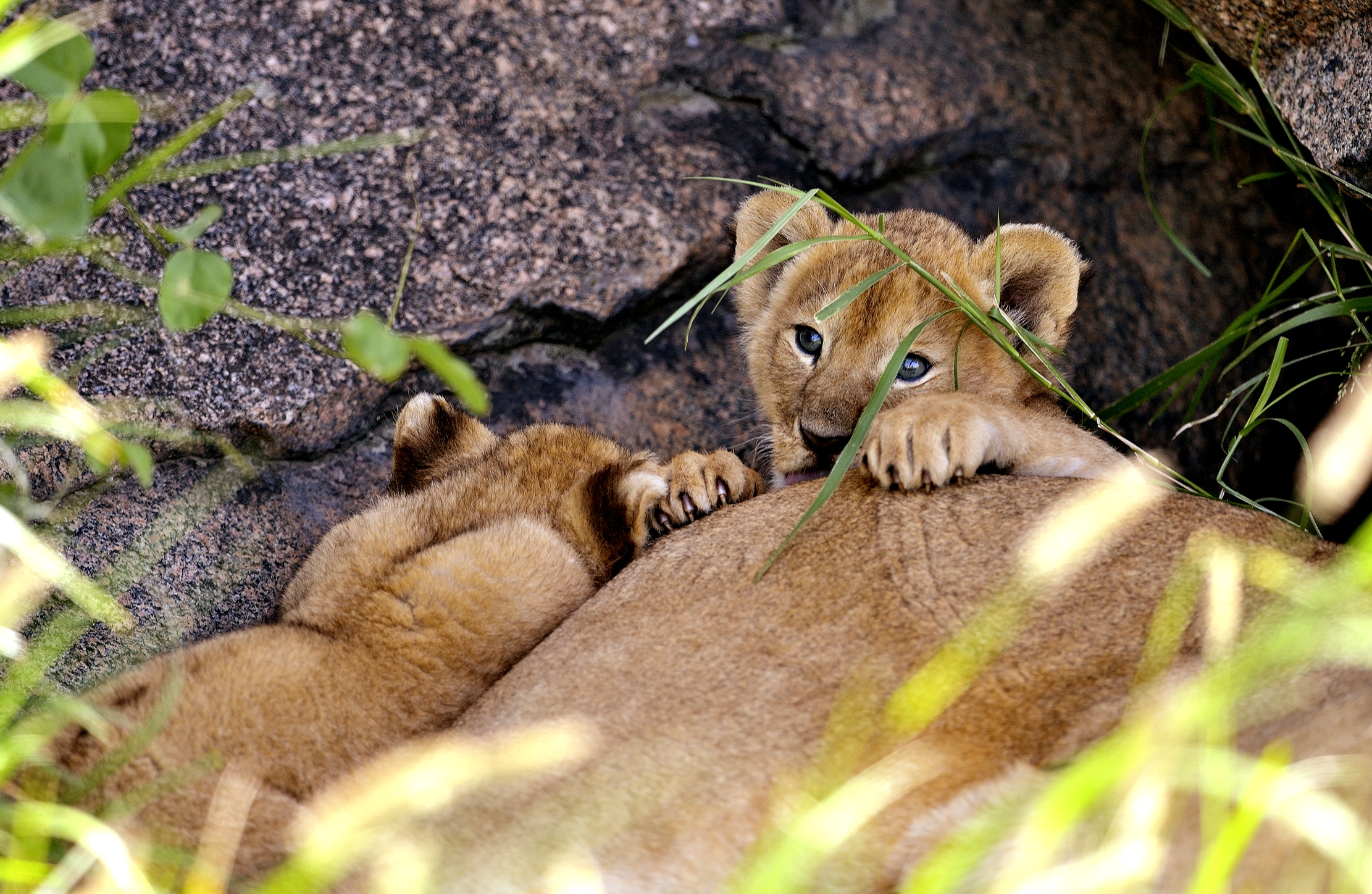 Serengeti - cuccioli di leone