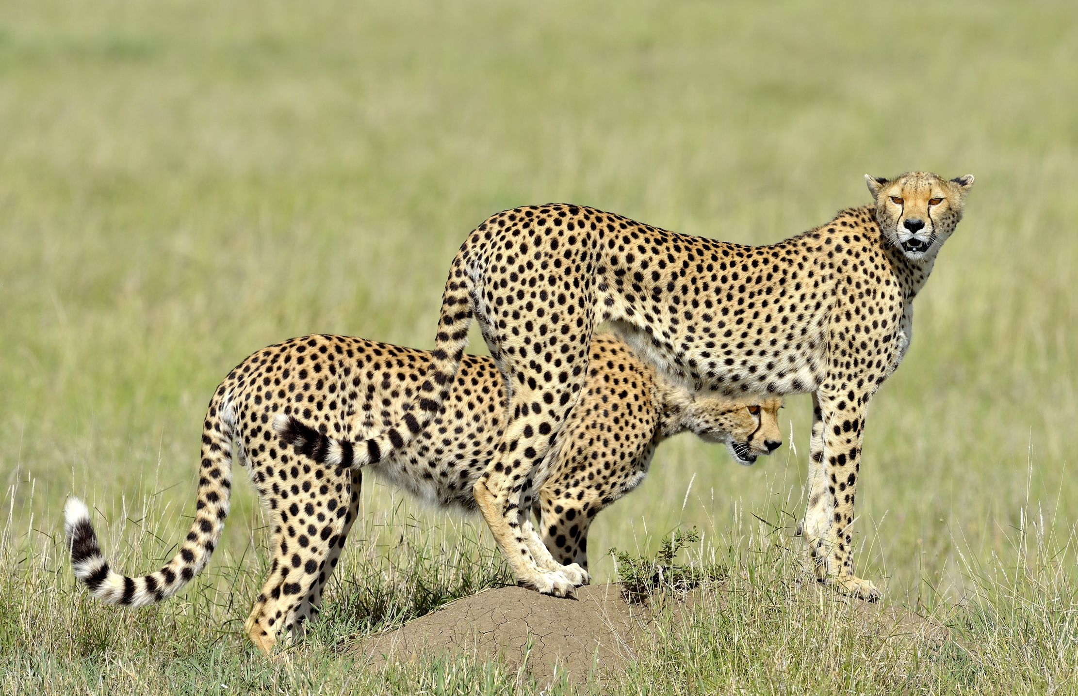 Serengheti - Ghepardi