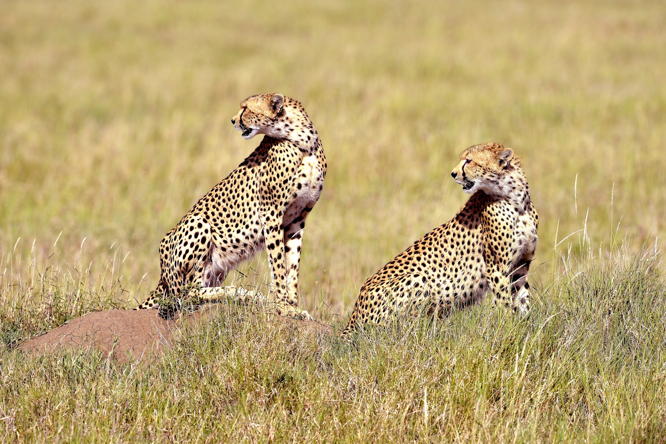 Serengheti - Ghepardi