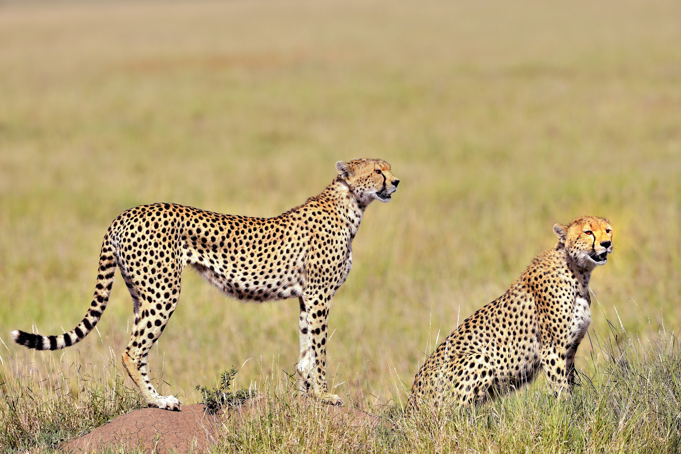 Serengheti - Ghepardi