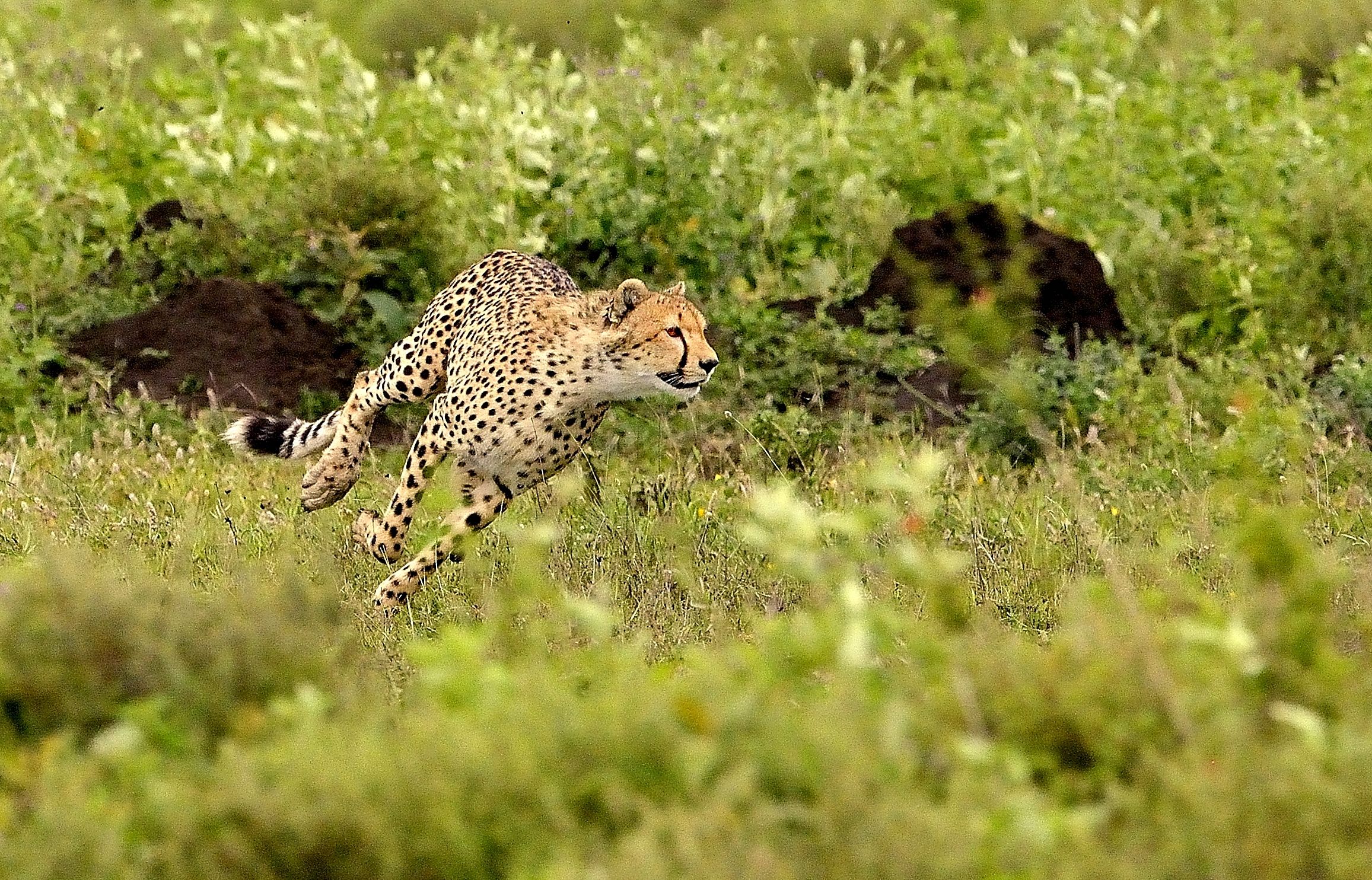 Ngorongoro Conservatio Area - Ghepardo