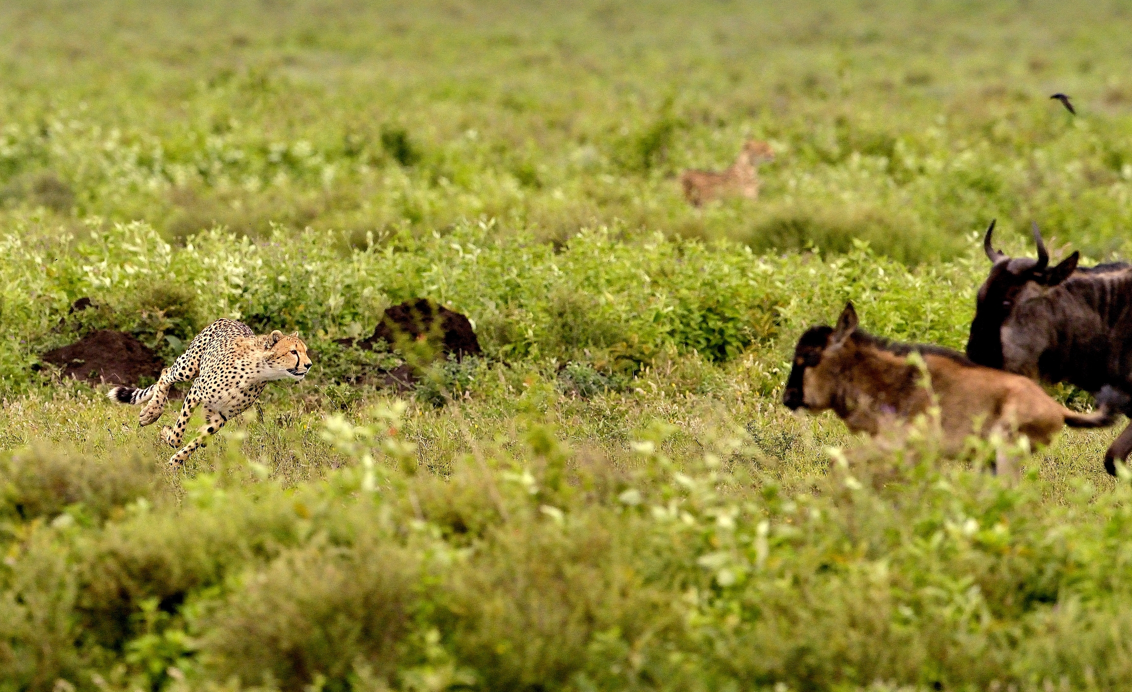 Ngorongoro Conservatio Area - Ghepardo