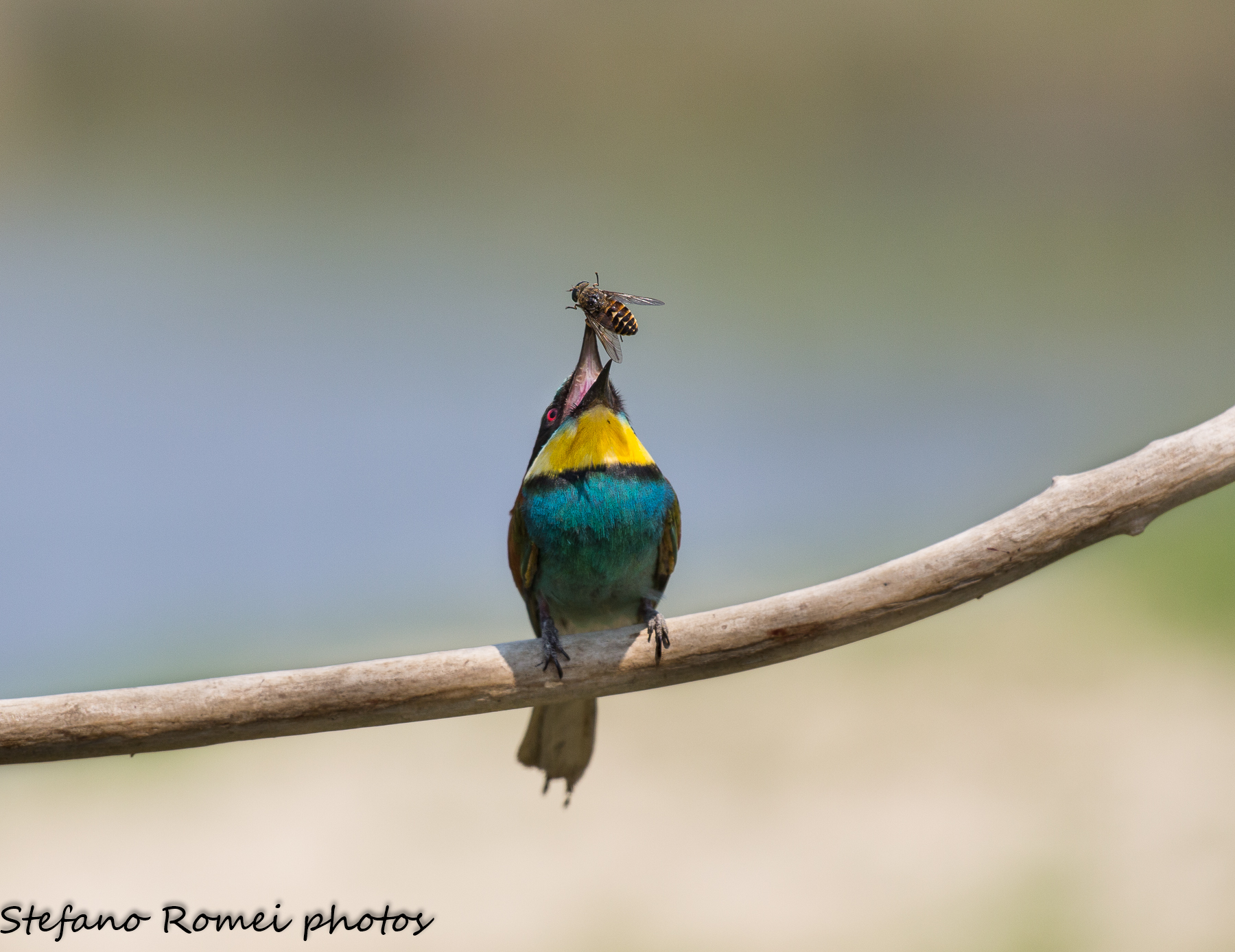 gruccione giocoliere