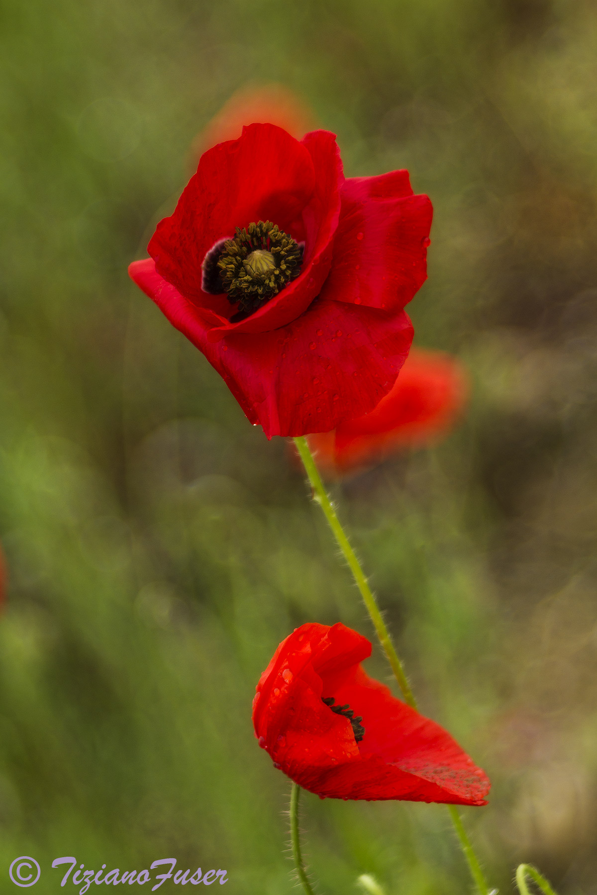 papaveri 2