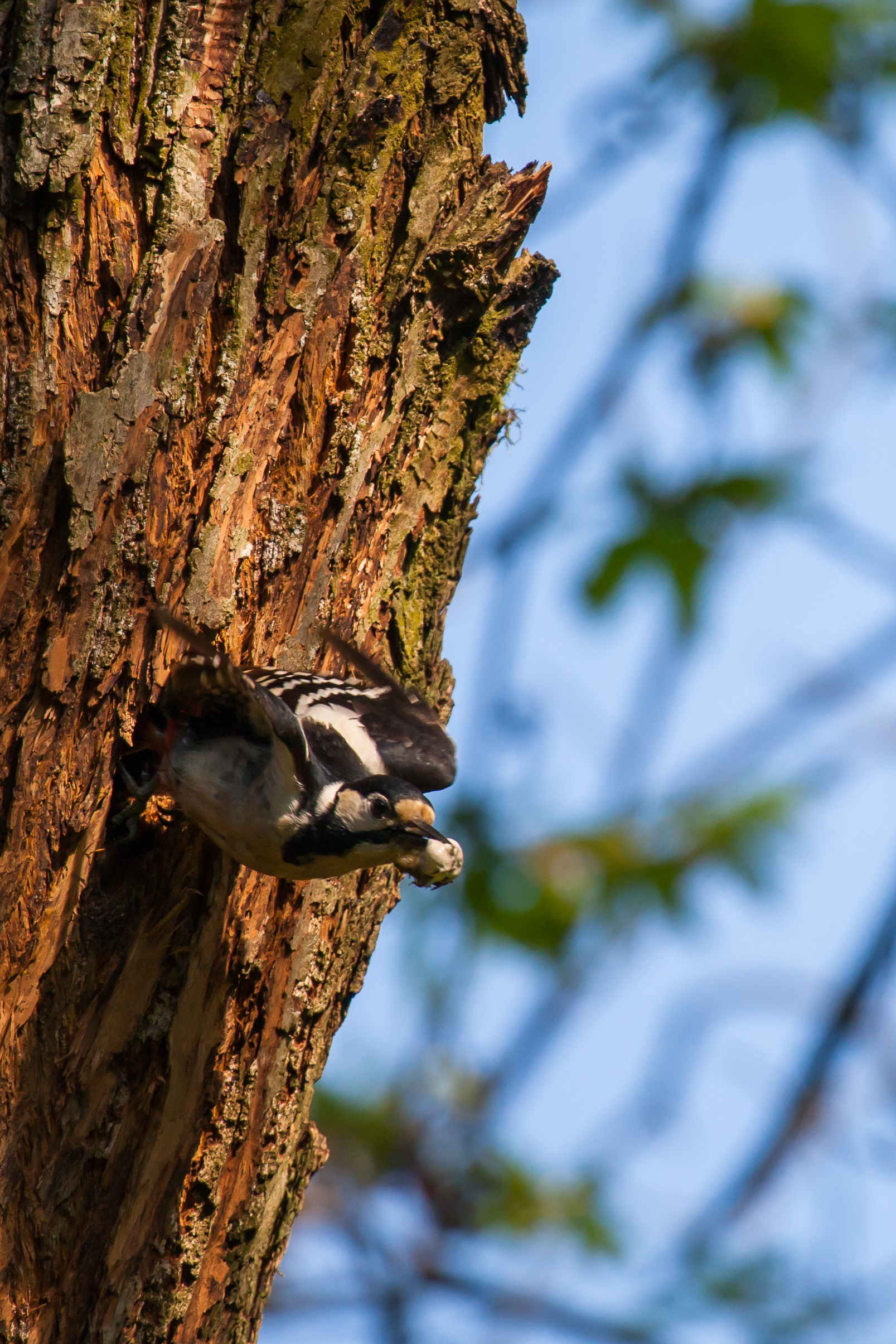 the fledging Woodpecker 2