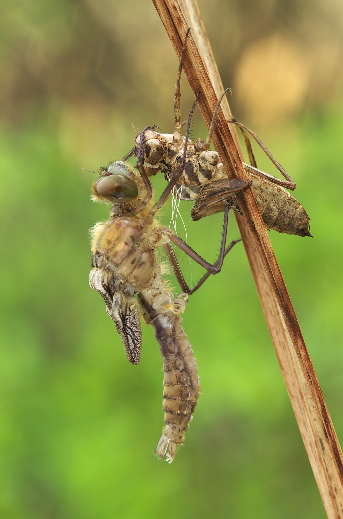 La mattina della vita