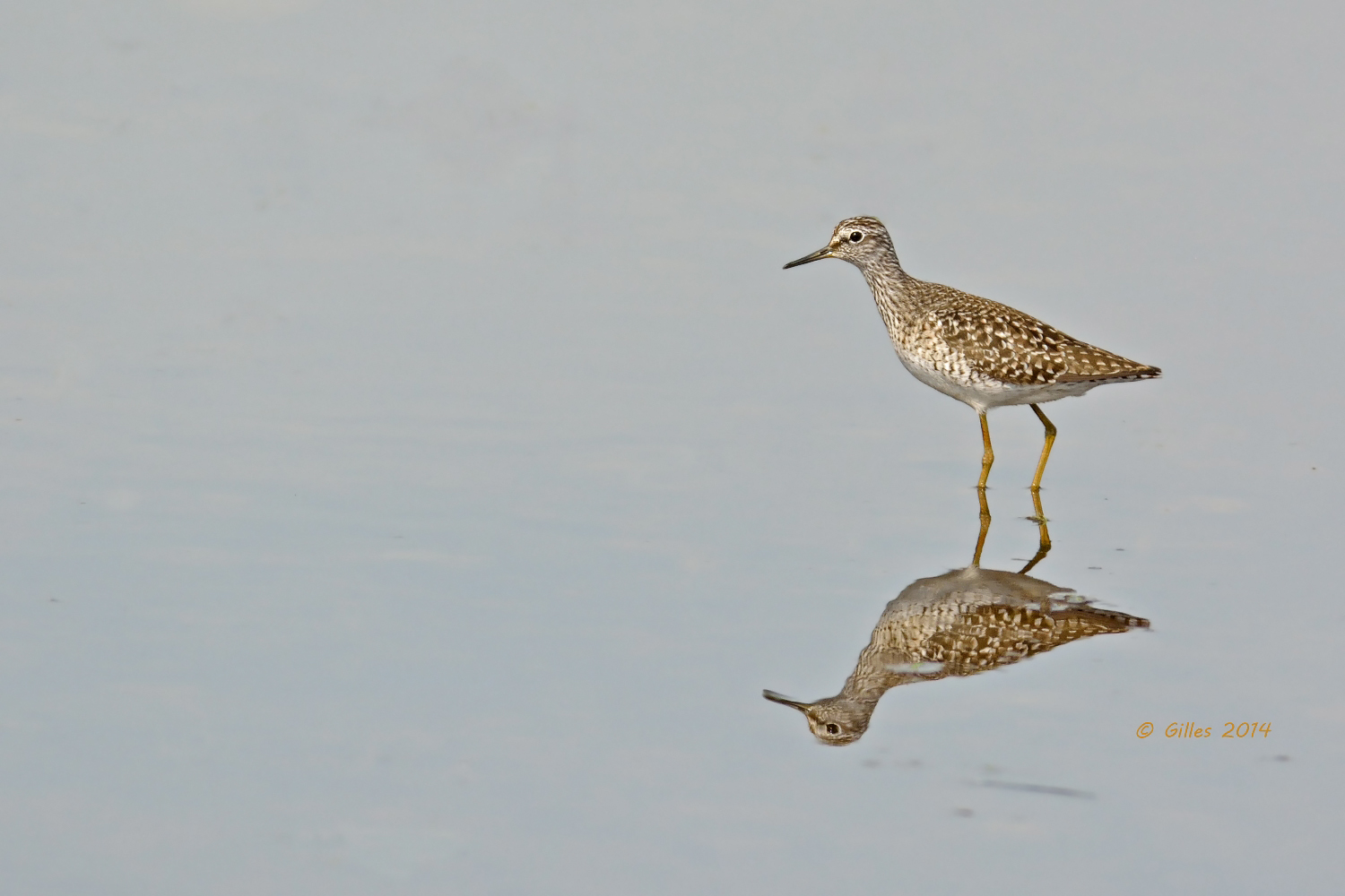Piro piro boschereccio (Tringa glareola)